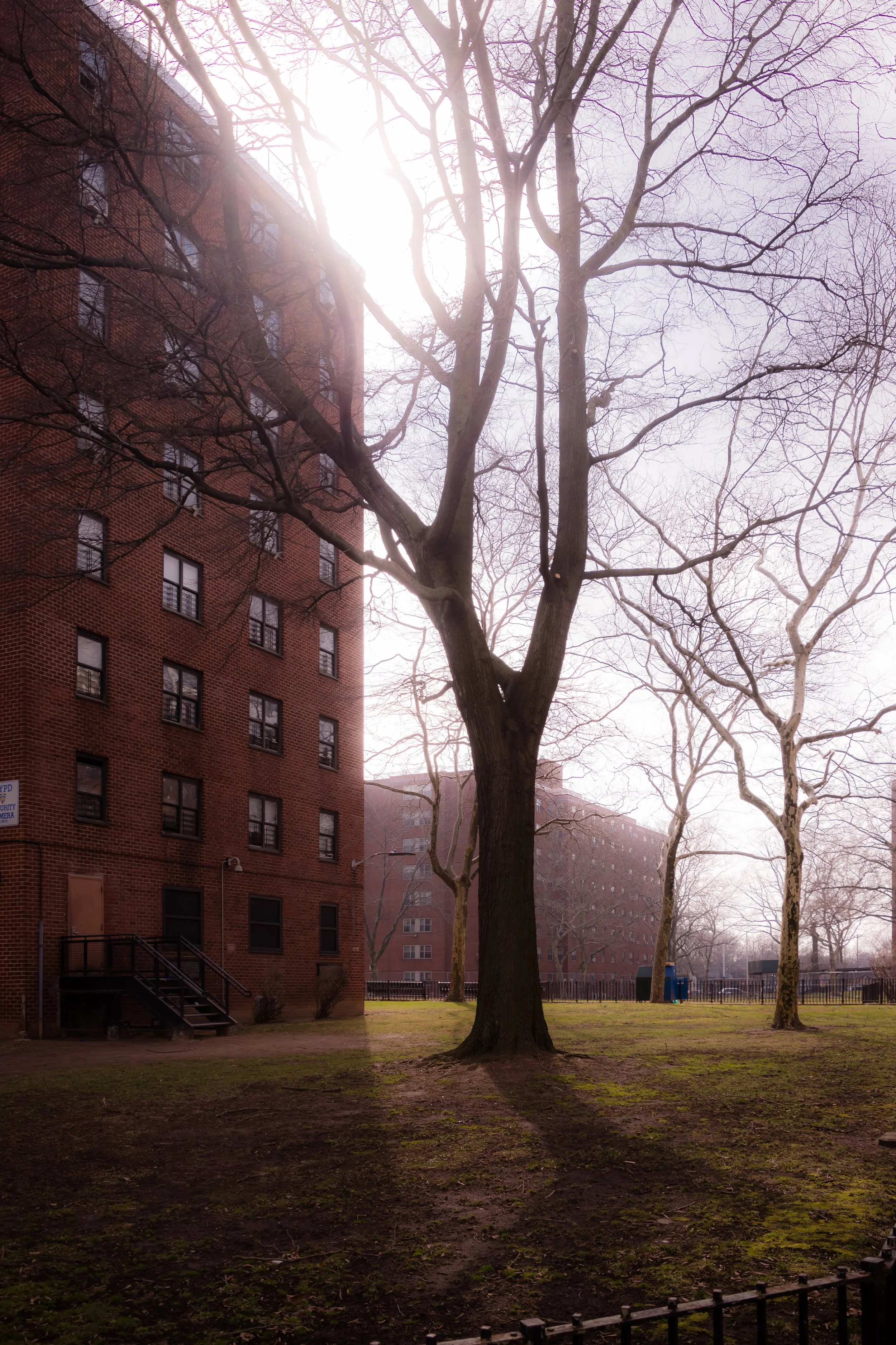 Sunlight filtering through leafless trees in an urban park with brick apartment buildings in the background.