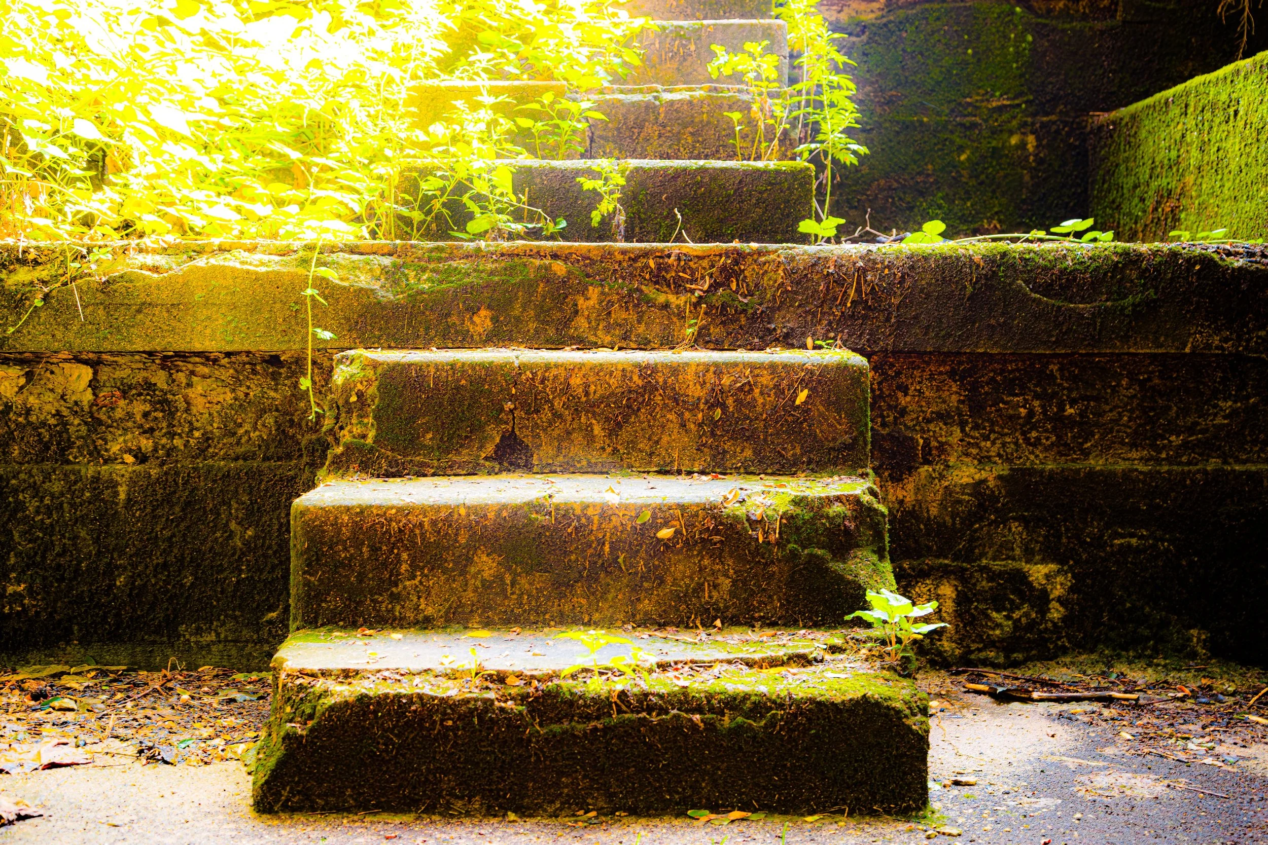 An old brick staircase covered in moss and small plants, with sunlight filtering through surrounding foliage.