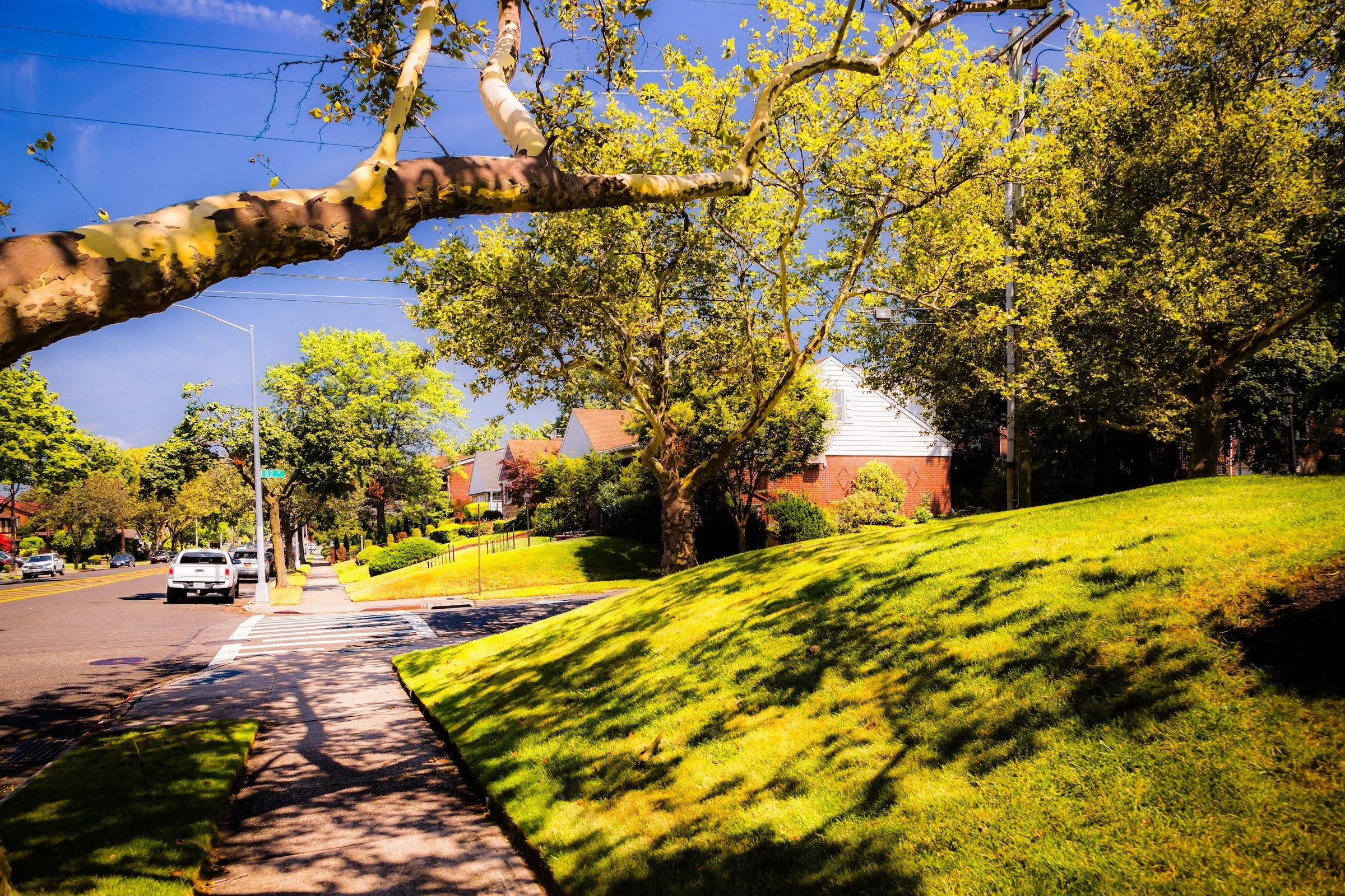 Tree Branch & Shade - Click To Purchase Print