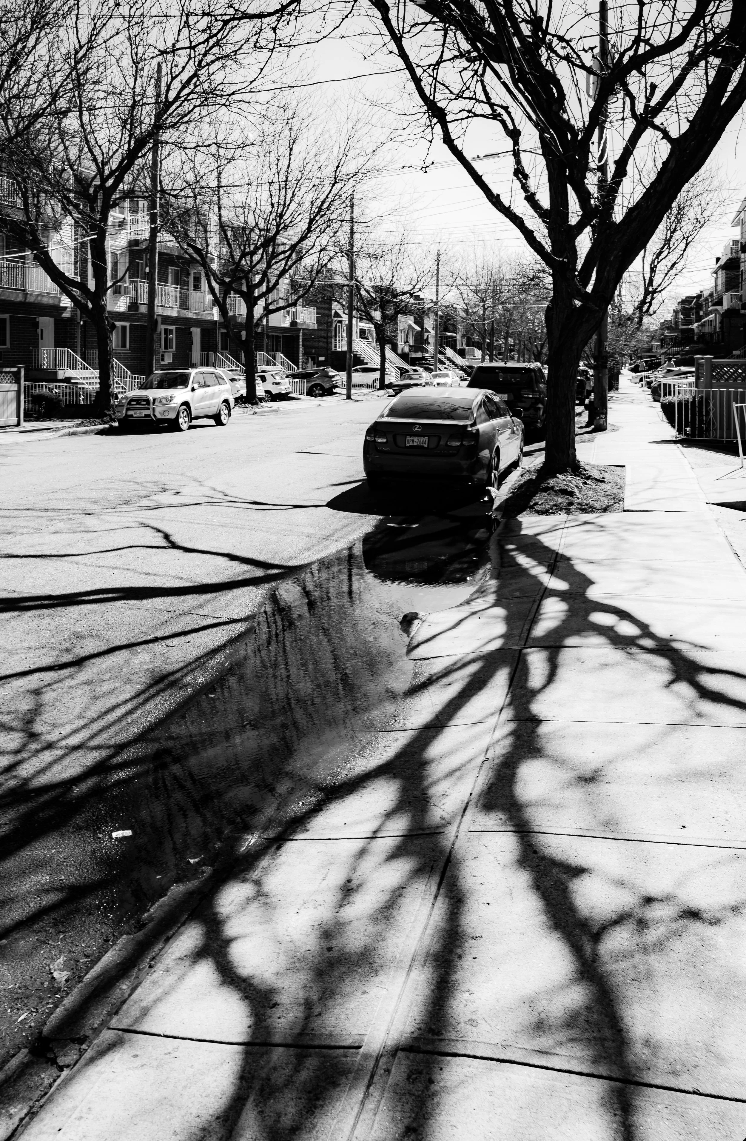 Black and white photo of a residential street with leafless trees casting shadows on the sidewalk, parked cars along the curb, and row of houses in the background.