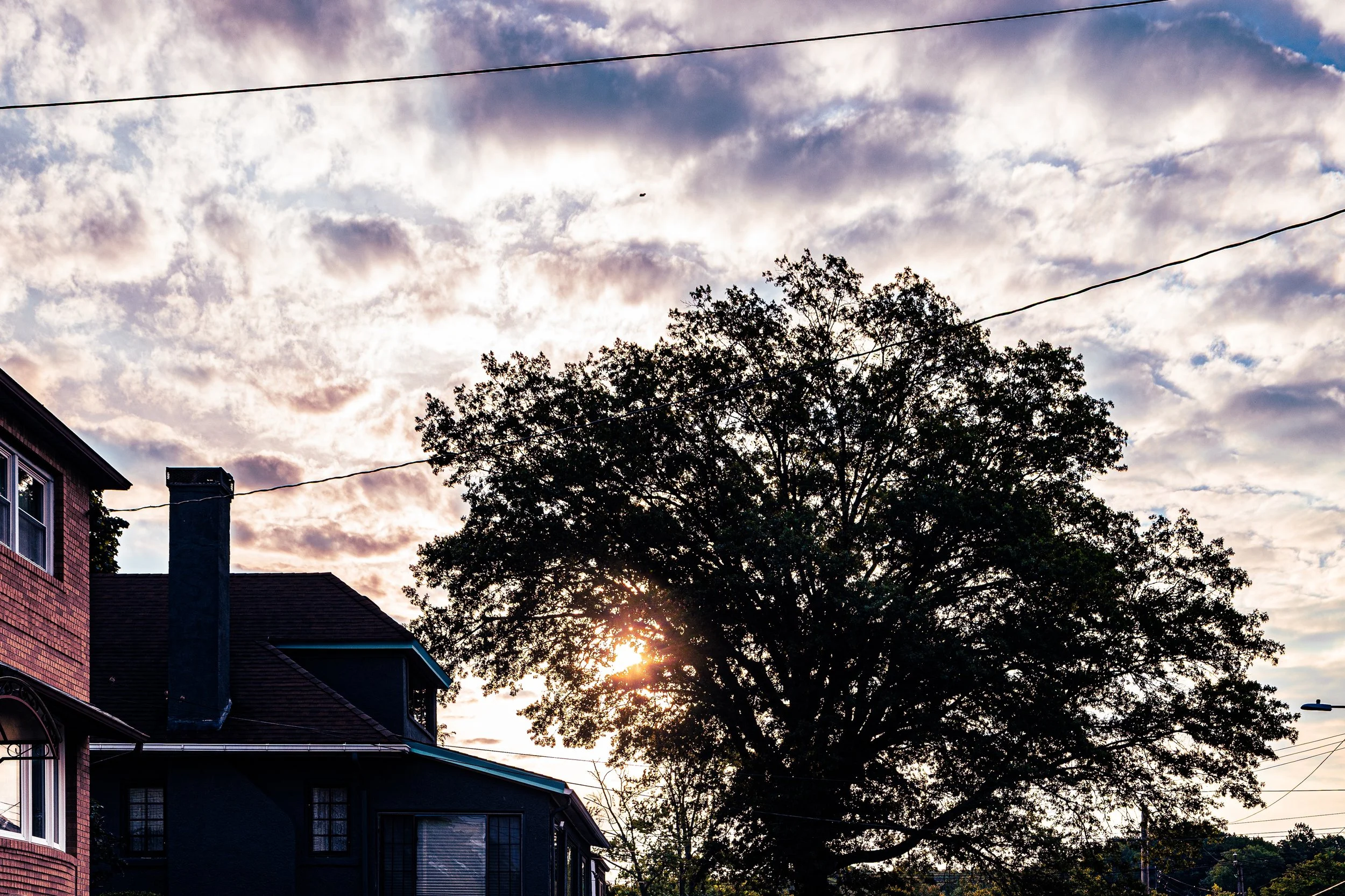 A large tree with dense foliage in front of a partly cloudy sky at sunset or sunrise, with sunlight peeking through the tree branches. There are residential buildings and power lines in the foreground.