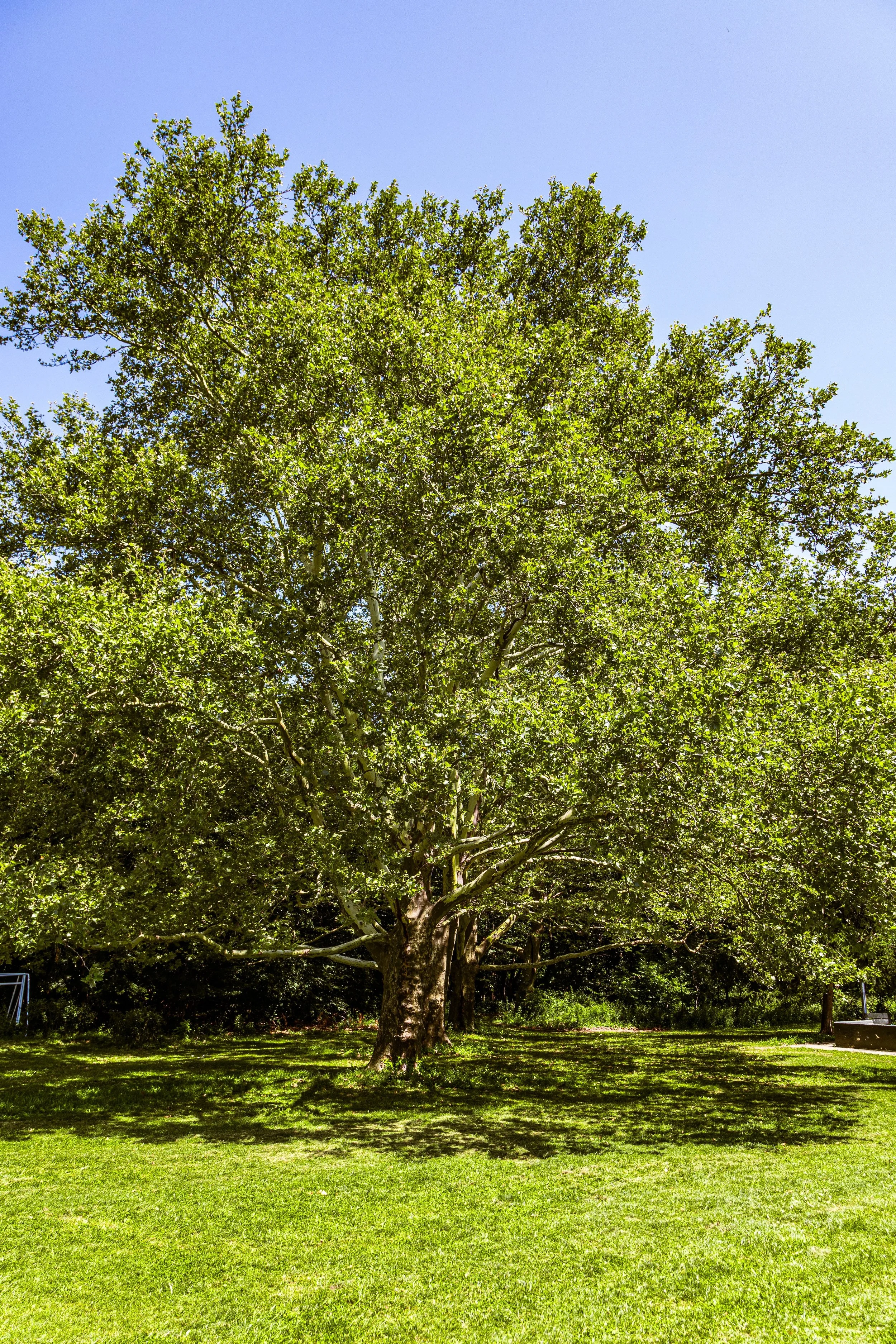 A large tree with lush green foliage on a grassy field under a clear blue sky.