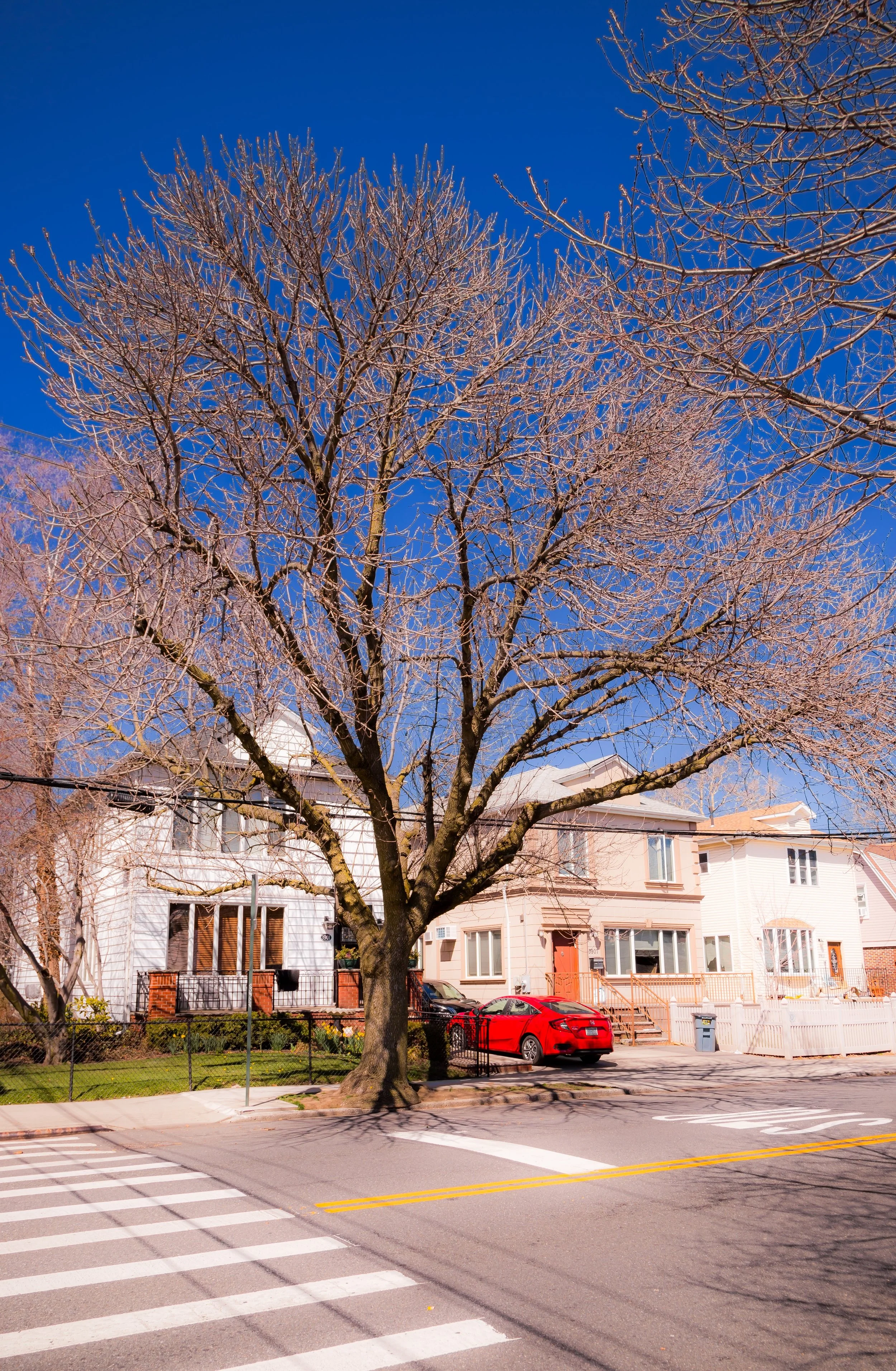 A city street scene with a large leafless tree in the foreground, residential houses in the background, a red car parked on the street, and a crosswalk at the pedestrian crossing.