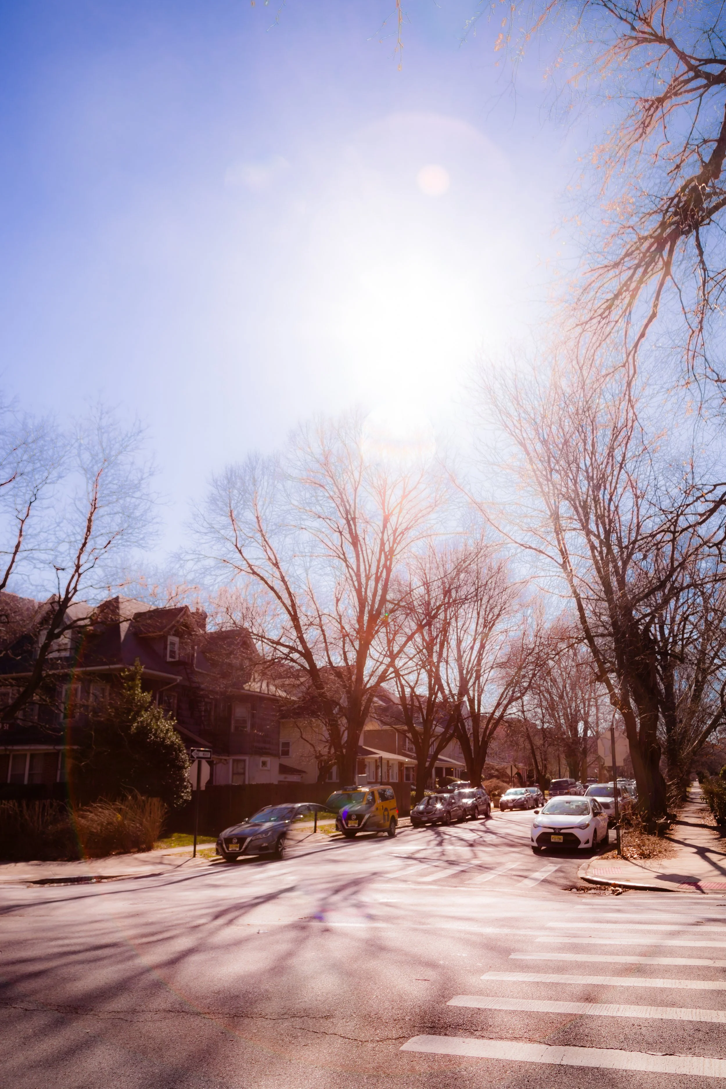 A sunny street scene with parked cars, leafless trees, and houses in the background, under a bright sky.