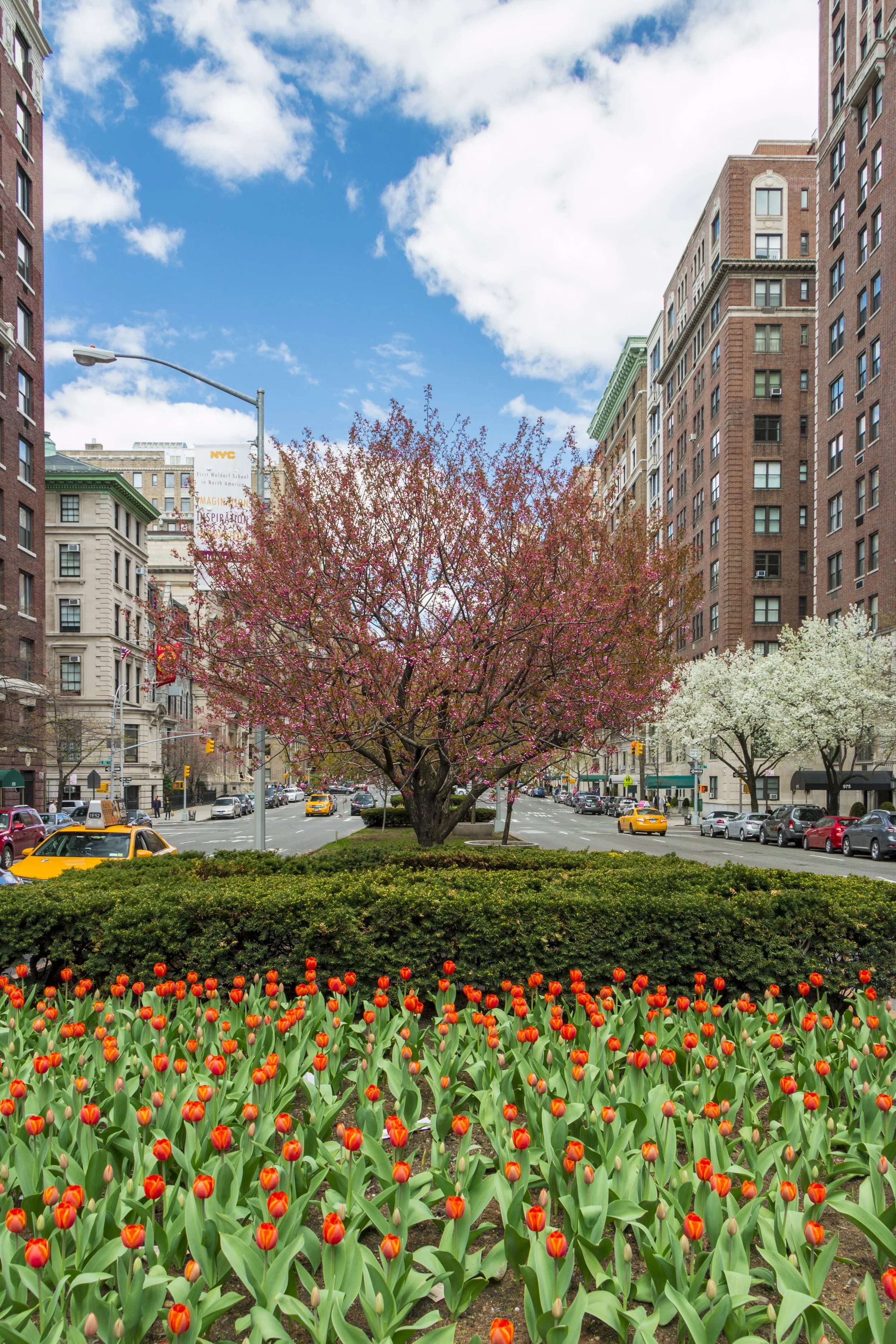 A city street with a park in the foreground, featuring orange tulips, a blossoming tree with pink flowers, and white flowers, surrounded by tall buildings under a partly cloudy blue sky.