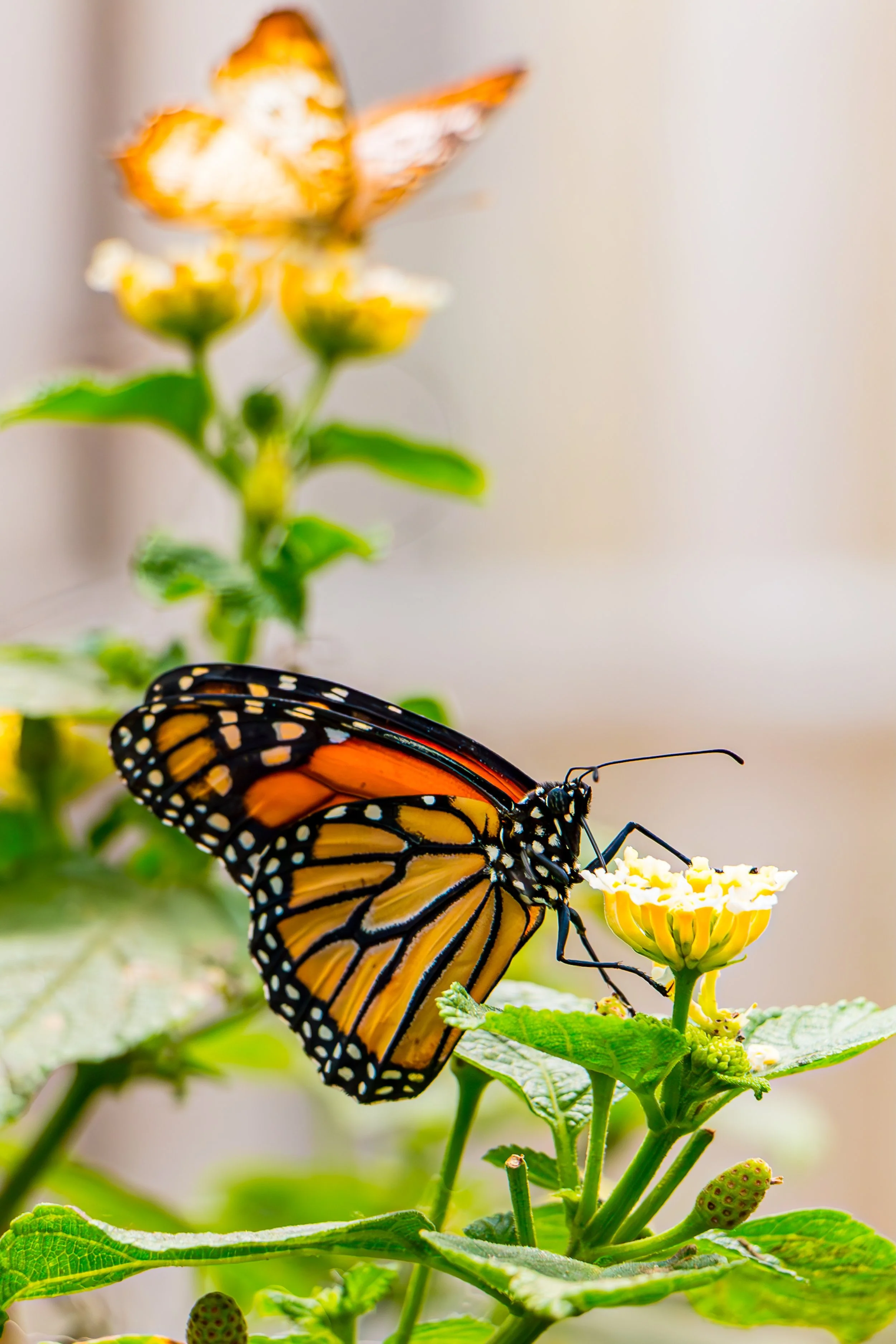 A monarch butterfly perched on a small yellow flower on a green plant, with another butterfly blurred in the background.