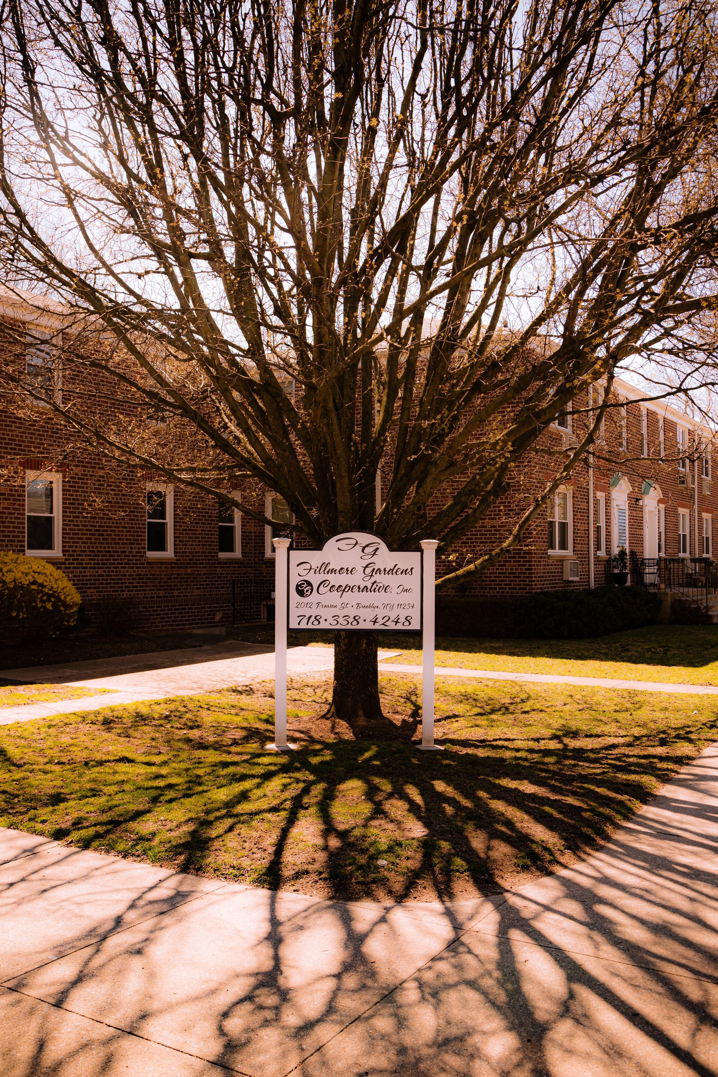 A large leafless tree in front of a brick building with a white sign that reads 'Fillmore Gardens & Cooperative Inc.' along with an address and phone number. The tree's shadow is cast on the sidewalk.