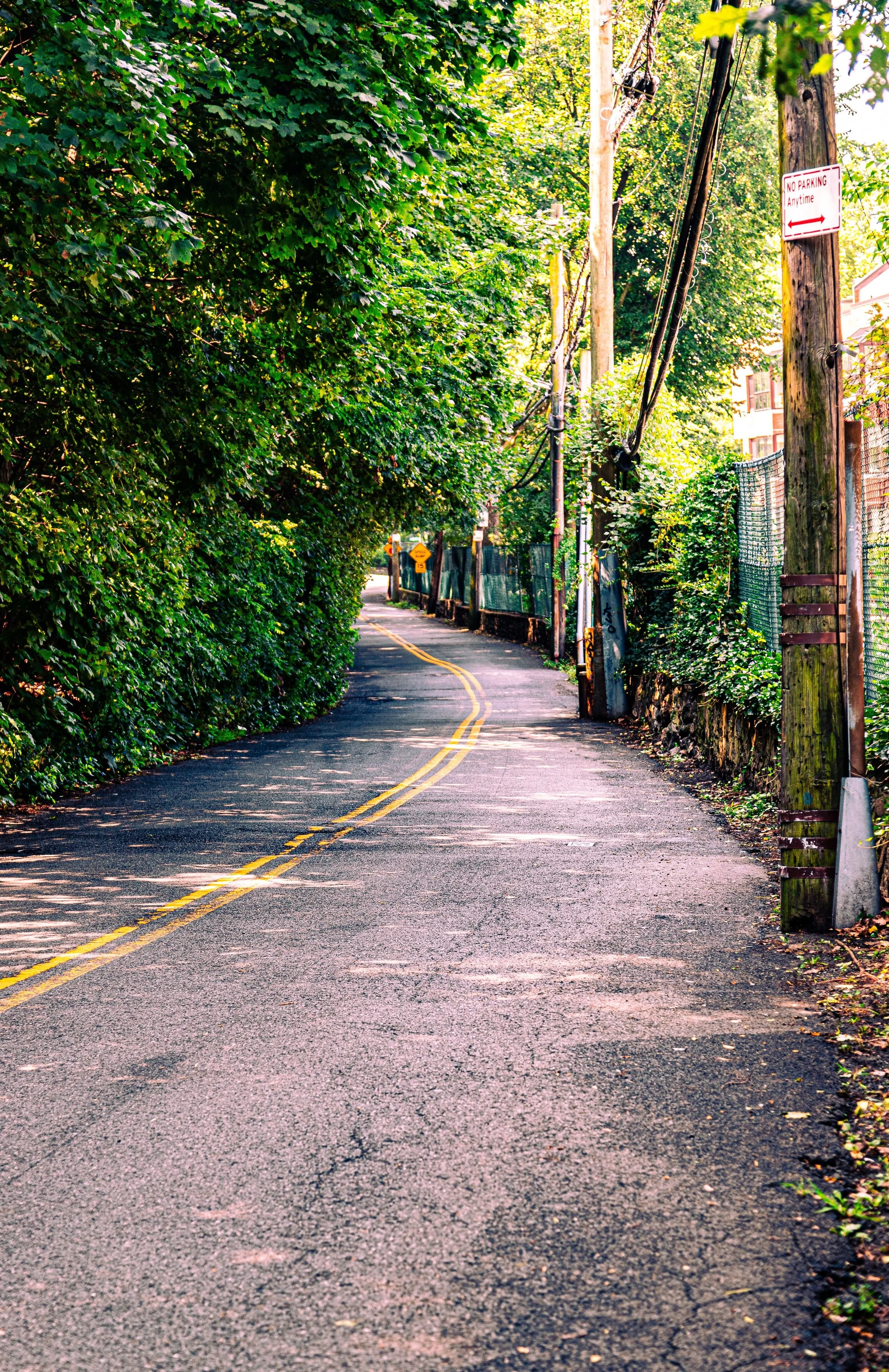 A narrow, winding street lined with dense green foliage on the left and wooden utility poles with overhead wires on the right. There is a 'No Parking Anytime' sign on one of the poles and a double yellow line down the center of the asphalt road.