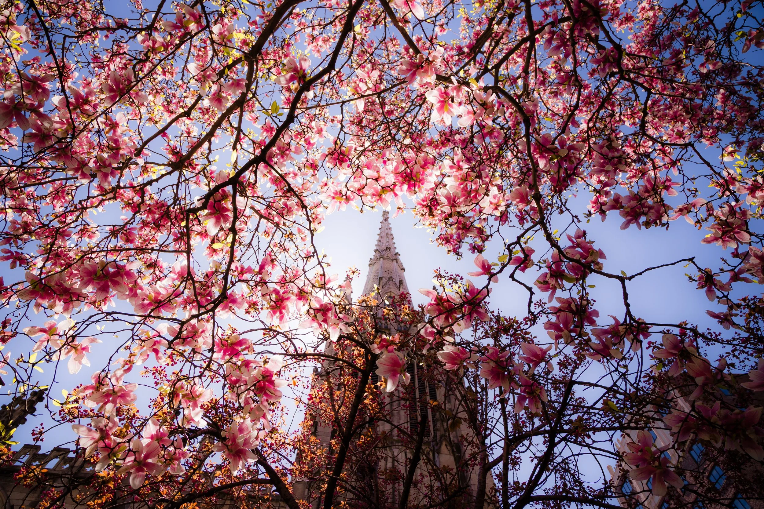 Pink magnolia blossoms on tree branches with a church steeple in the background, under a clear blue sky.