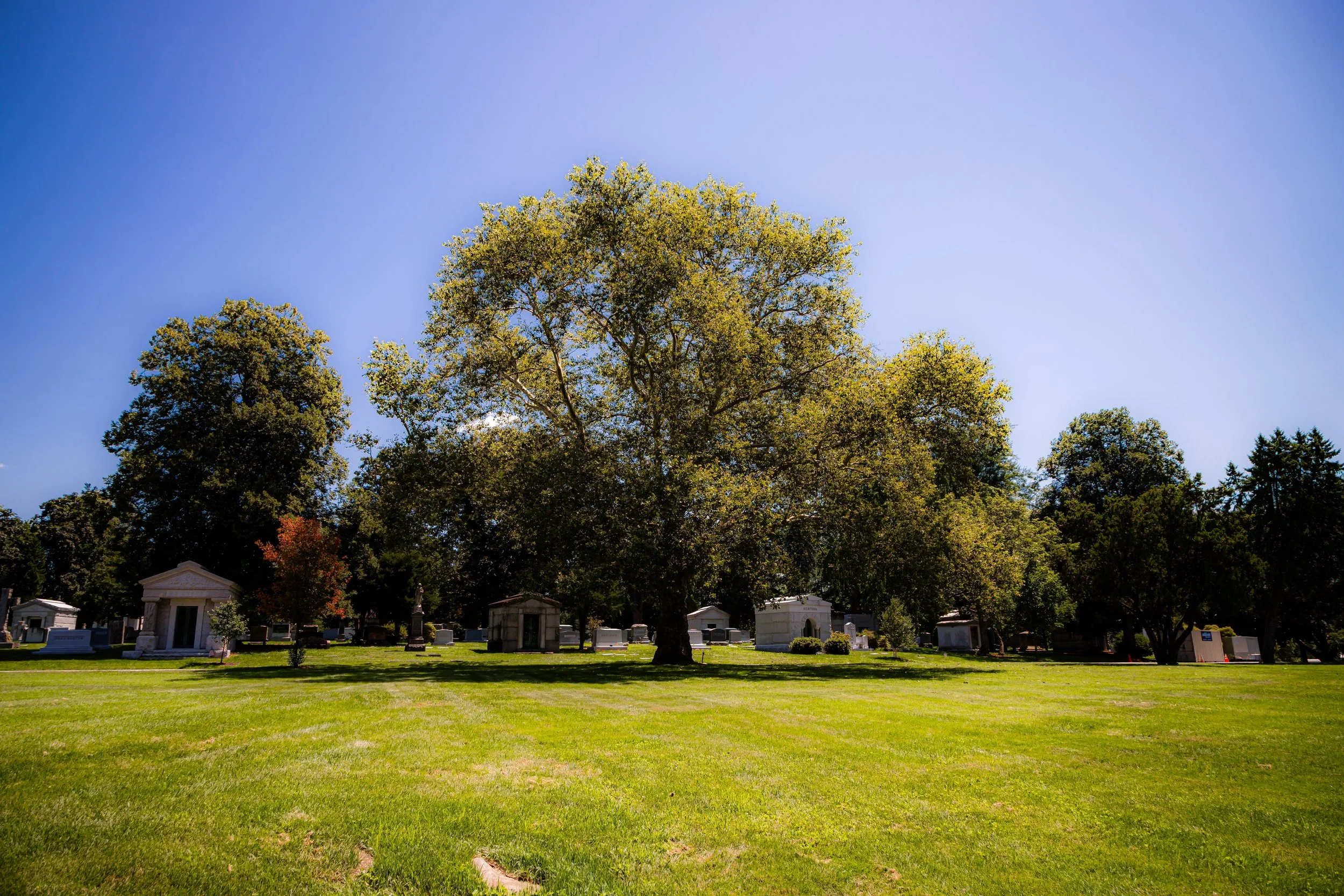 A large tree in a green cemetery with headstones and mausoleums under a clear blue sky.