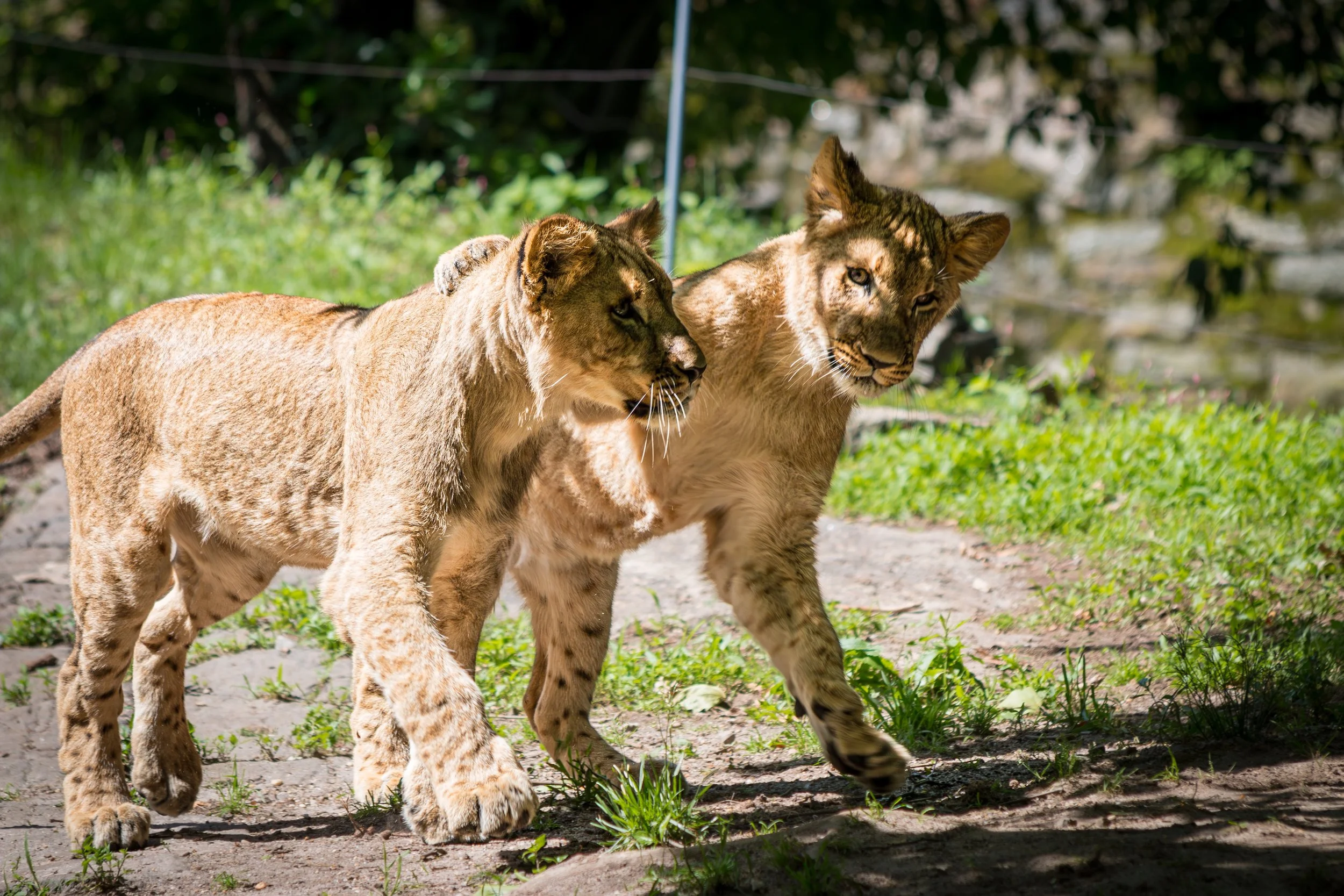 Two young mountain lions walking together outdoors on green grass, one slightly behind the other.