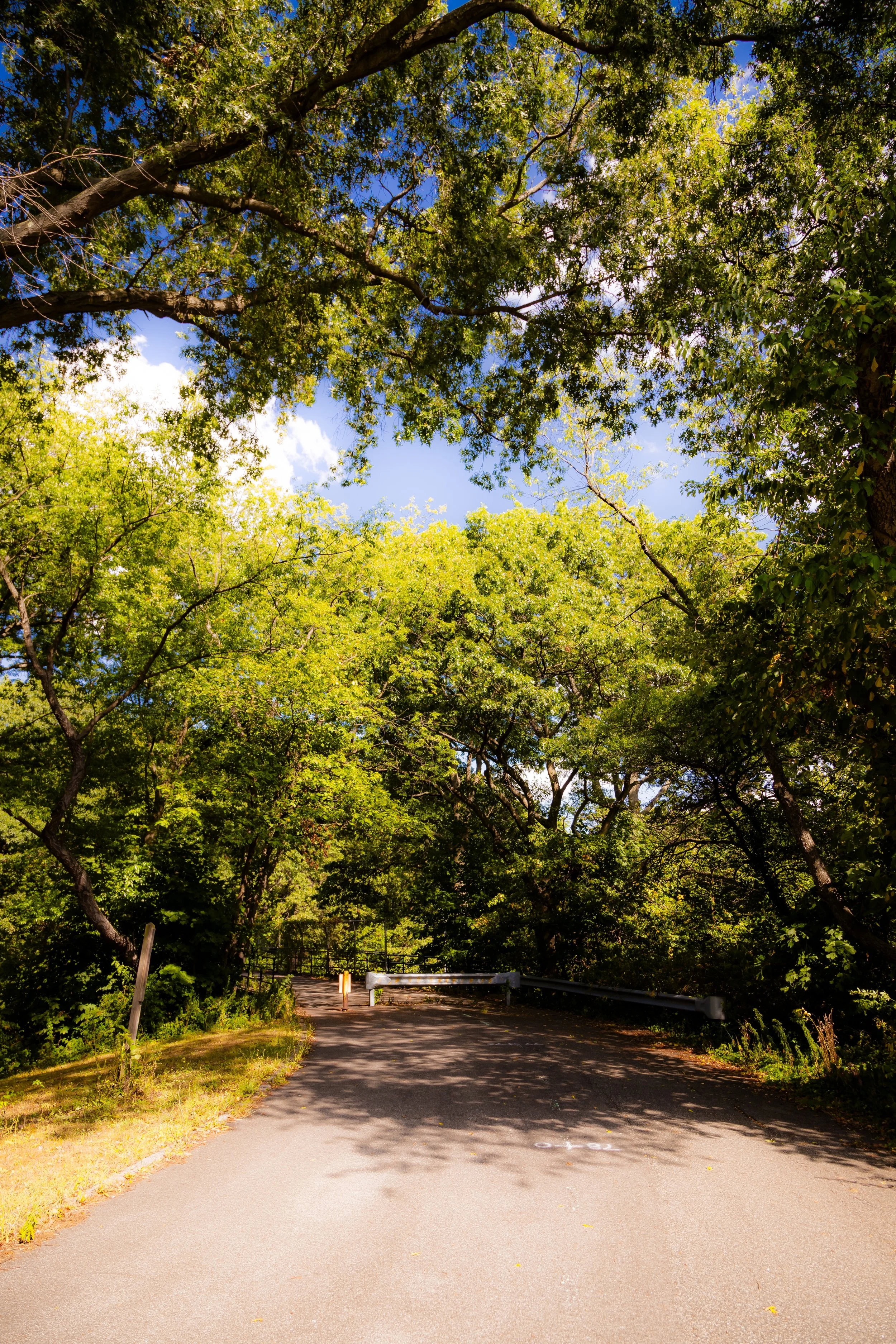 A paved road curves through a lush green forest with tall trees and a clear blue sky overhead.