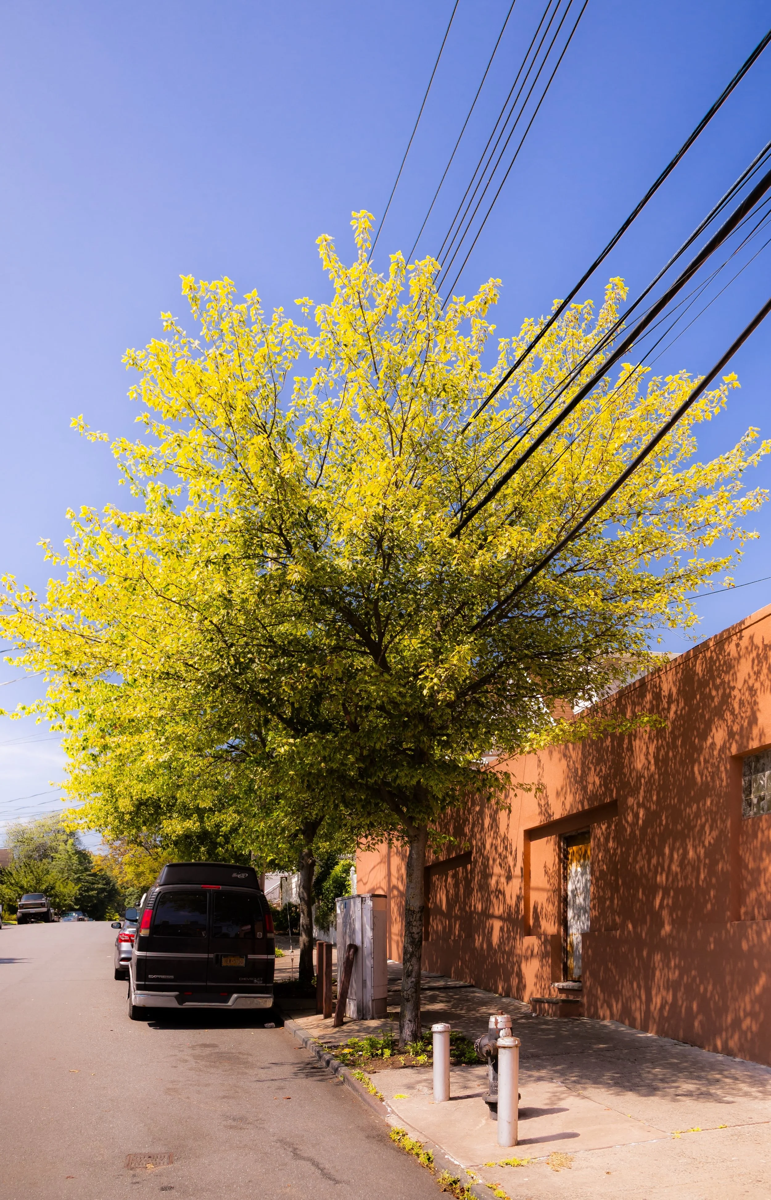 A street scene featuring a large, yellow-green tree shadowed onto an orange building with multiple small windows, parked cars, utility poles, and a clear blue sky.
