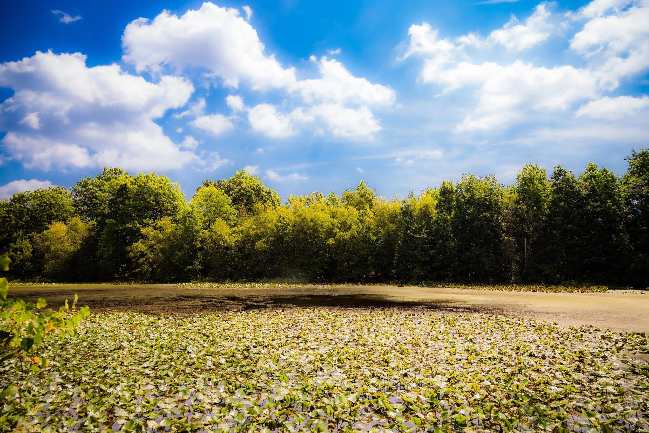 A serene landscape with a bright blue sky dotted with white clouds, a dense green forest in the background, and a shallow body of water covered with floating lily pads in the foreground.