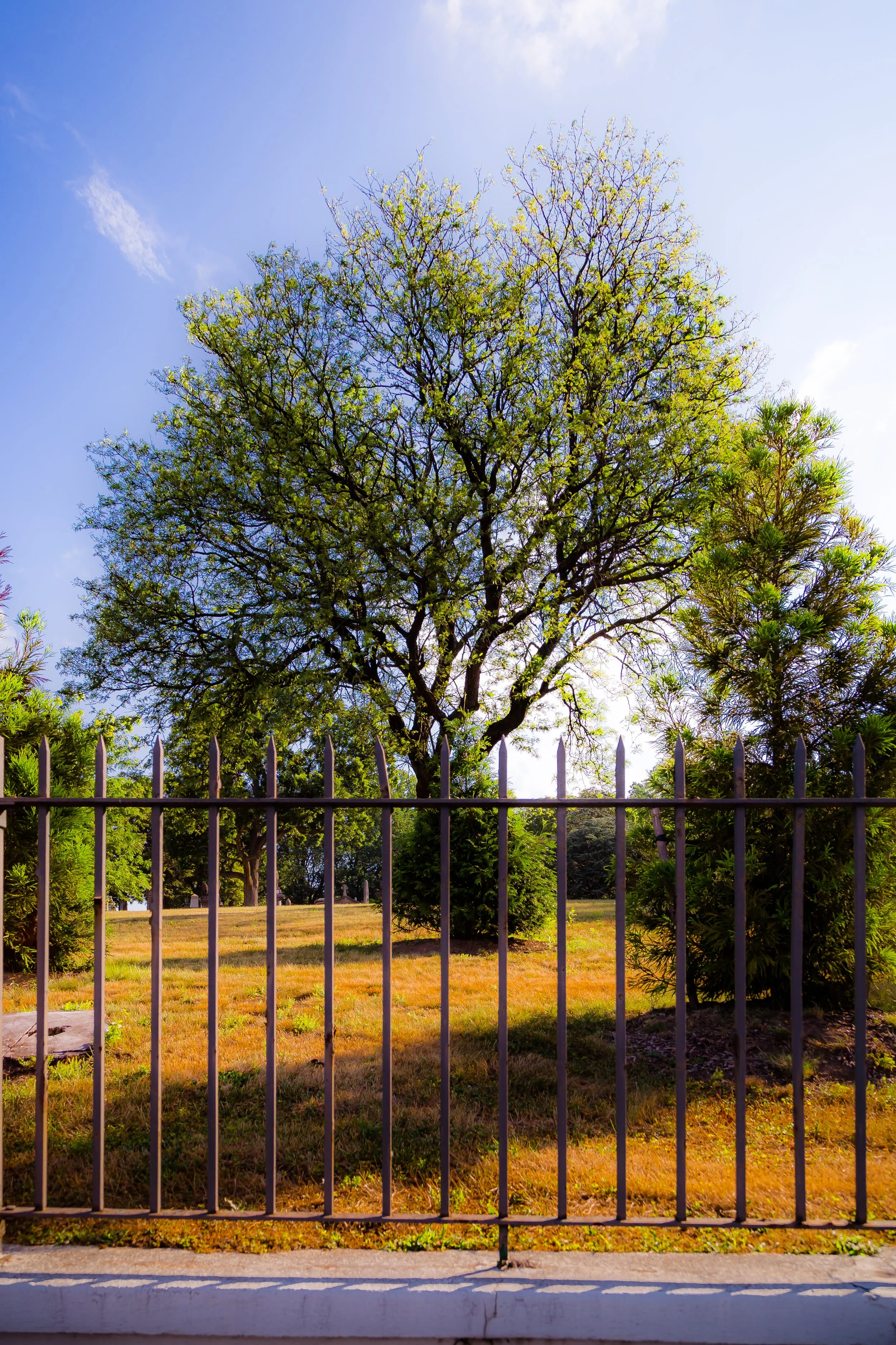 Tree behind a black metal fence on a sunny day with a clear blue sky.
