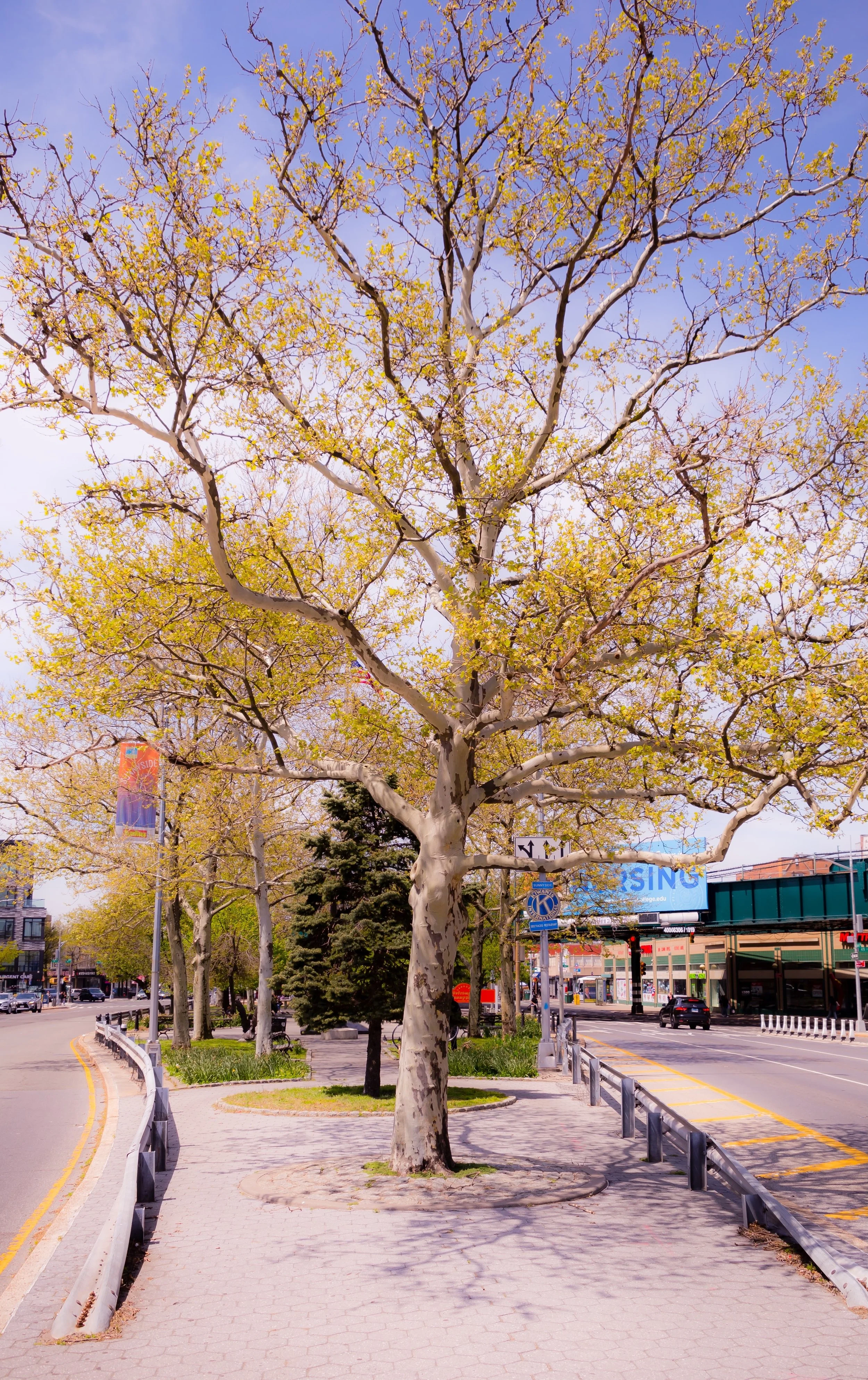 Tree with yellow leaves on sidewalk in urban area with buildings, cars, and a billboard in the background.