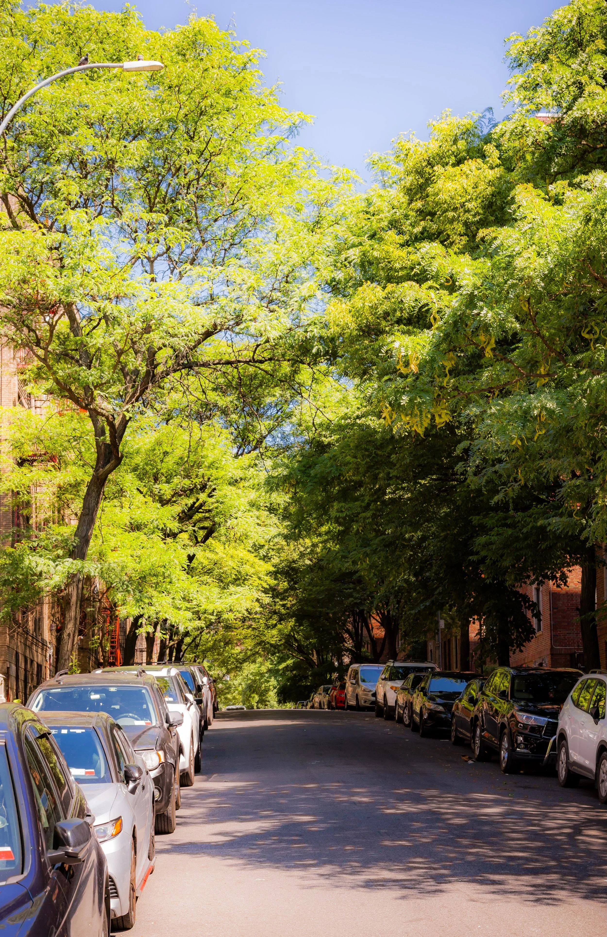 A city street lined with parked cars and green trees under a clear blue sky.