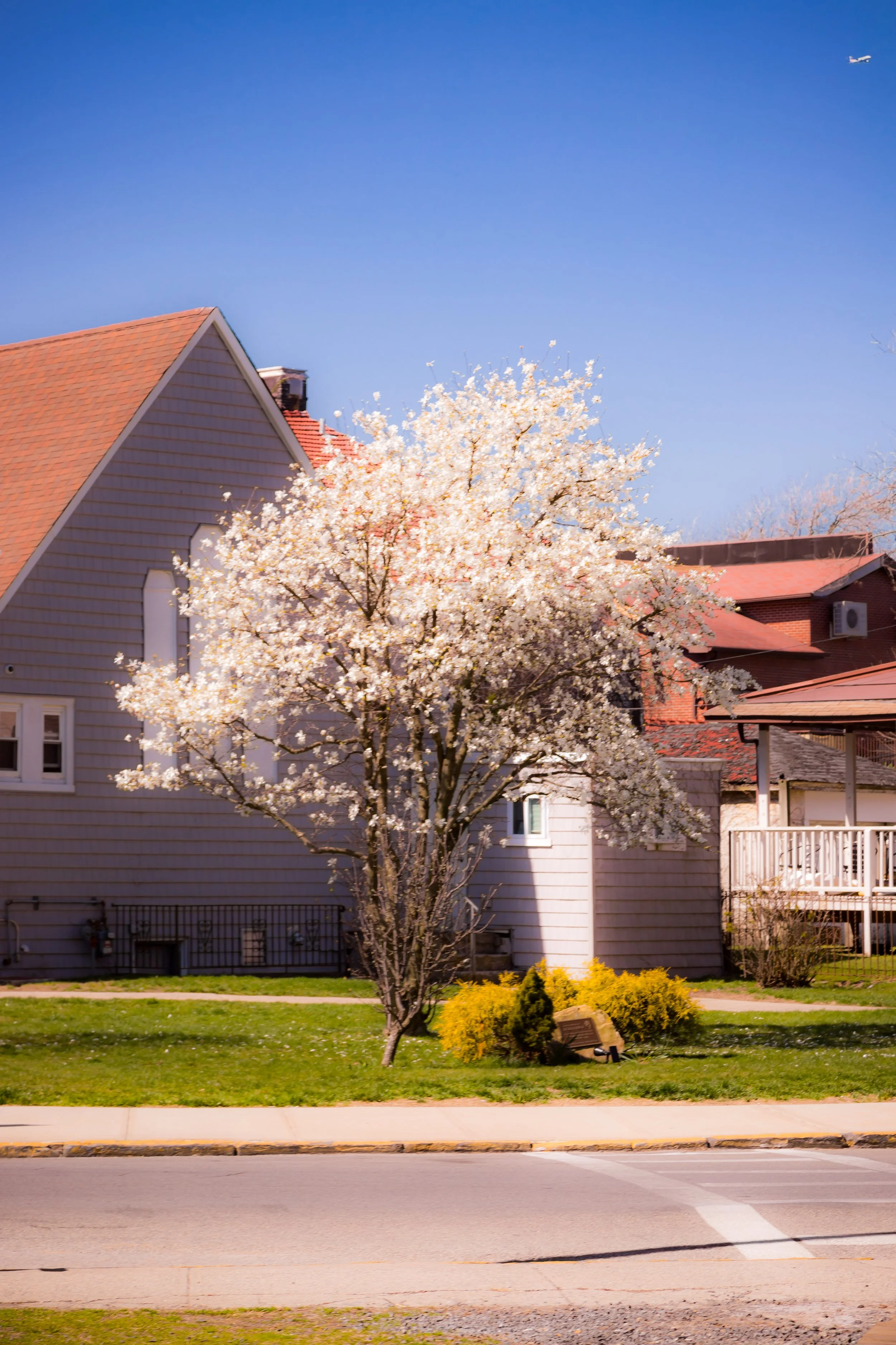 A blooming tree with white flowers in front of residential houses with red roofs, on a bright sunny day with a clear blue sky.