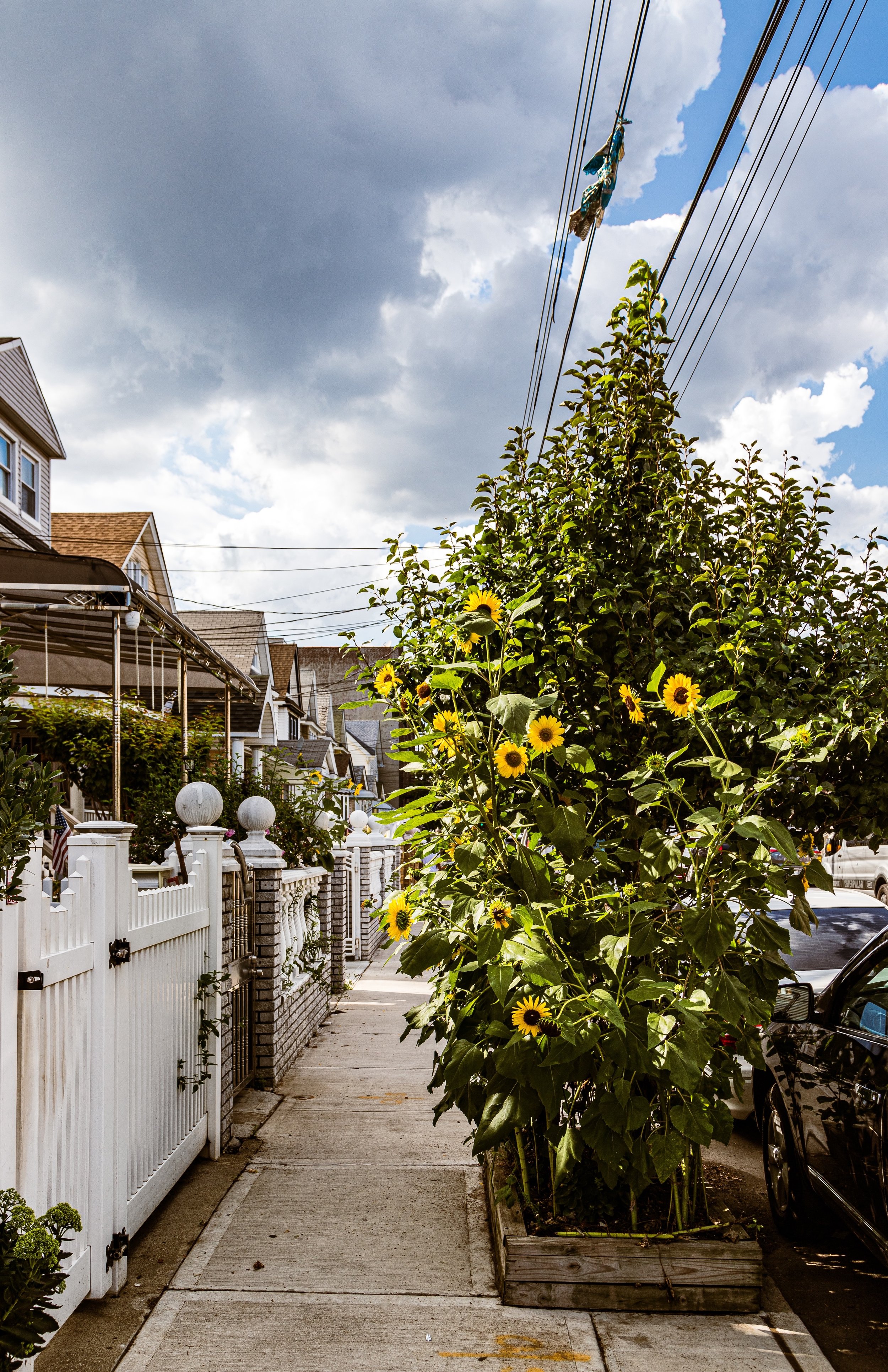 Sidewalk view of a residential neighborhood with a white picket fence, yellow flowers in a wooden planter, and houses in the background under a partly cloudy sky.