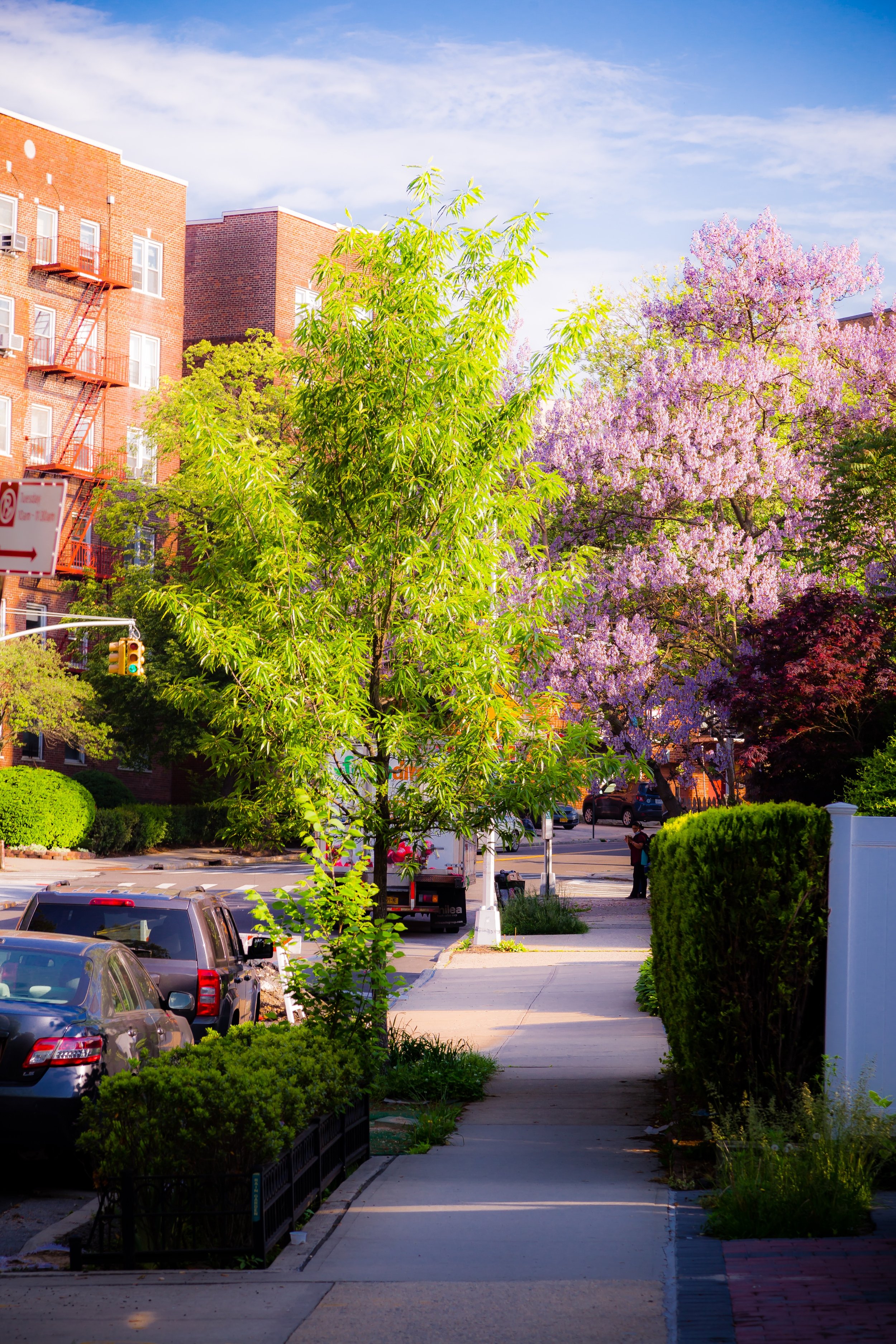 A city street with parked cars, trees with green and purple flowering foliage, and residential buildings under a blue sky.