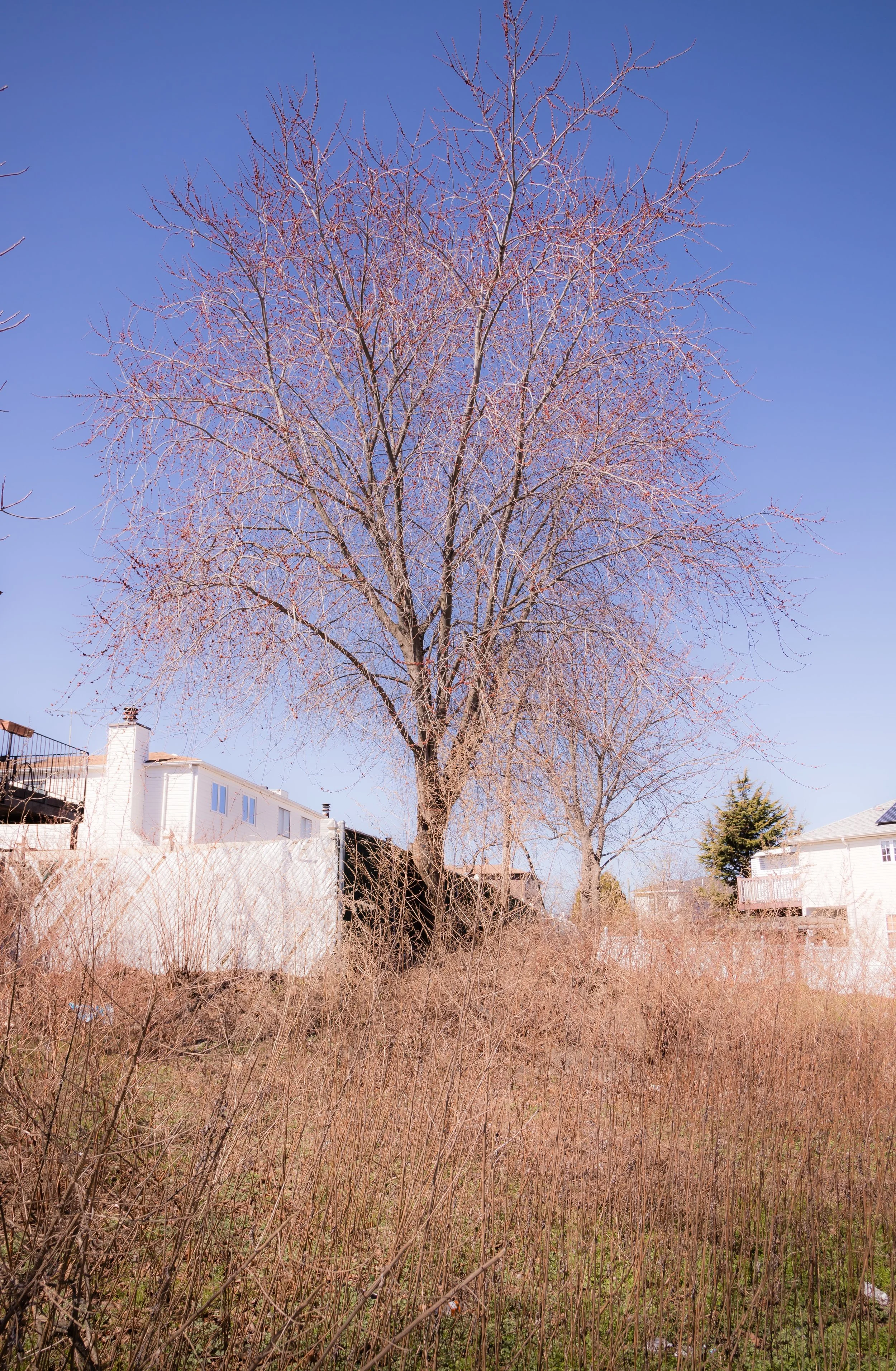 A leafless tree in a backyard with houses on either side, under a clear blue sky.