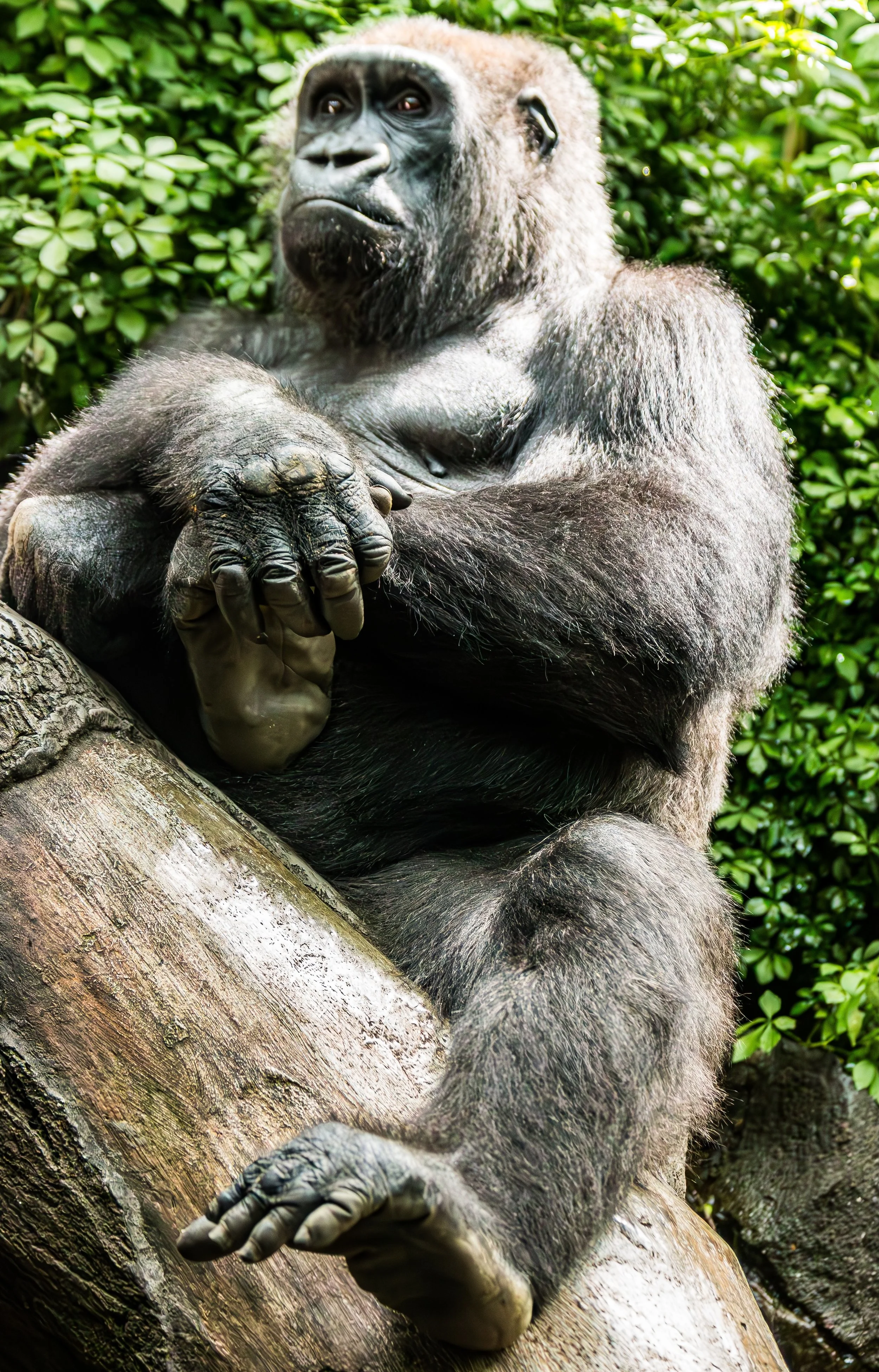 A large gorilla sitting on a tree branch with lush green foliage in the background.
