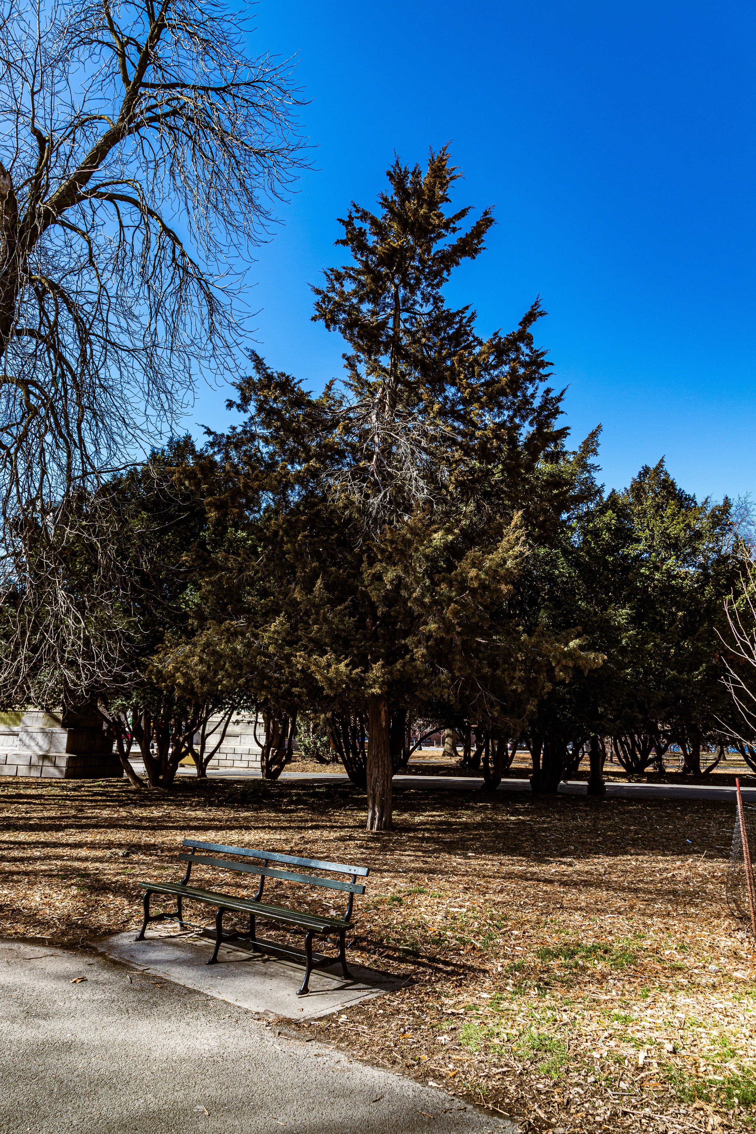 A park scene with a bench on a concrete pad, surrounded by trees with some showing bare branches, under a clear blue sky.