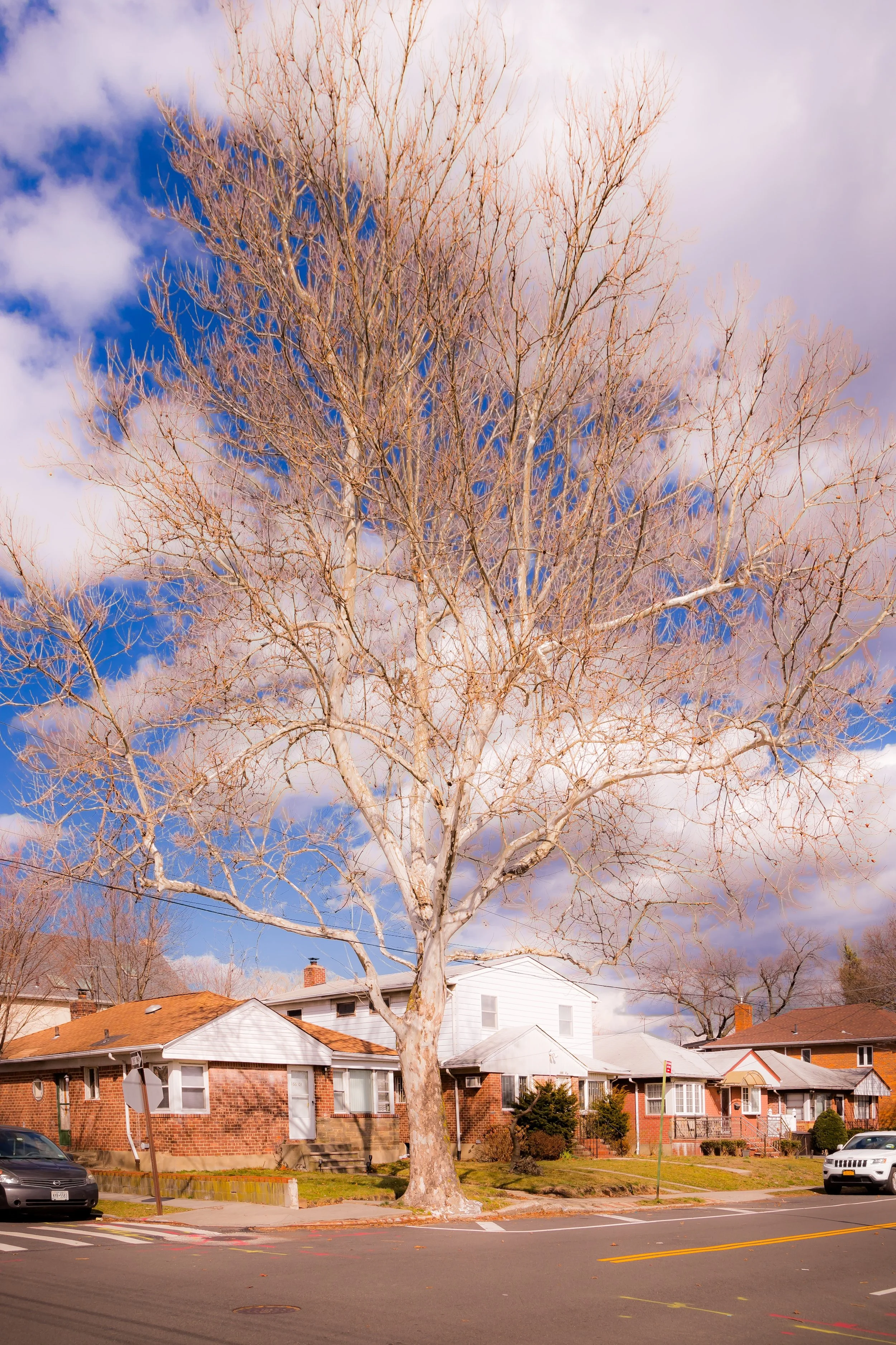 A large leafless tree in front of a row of suburban houses on a street with parked cars, under a partly cloudy sky.