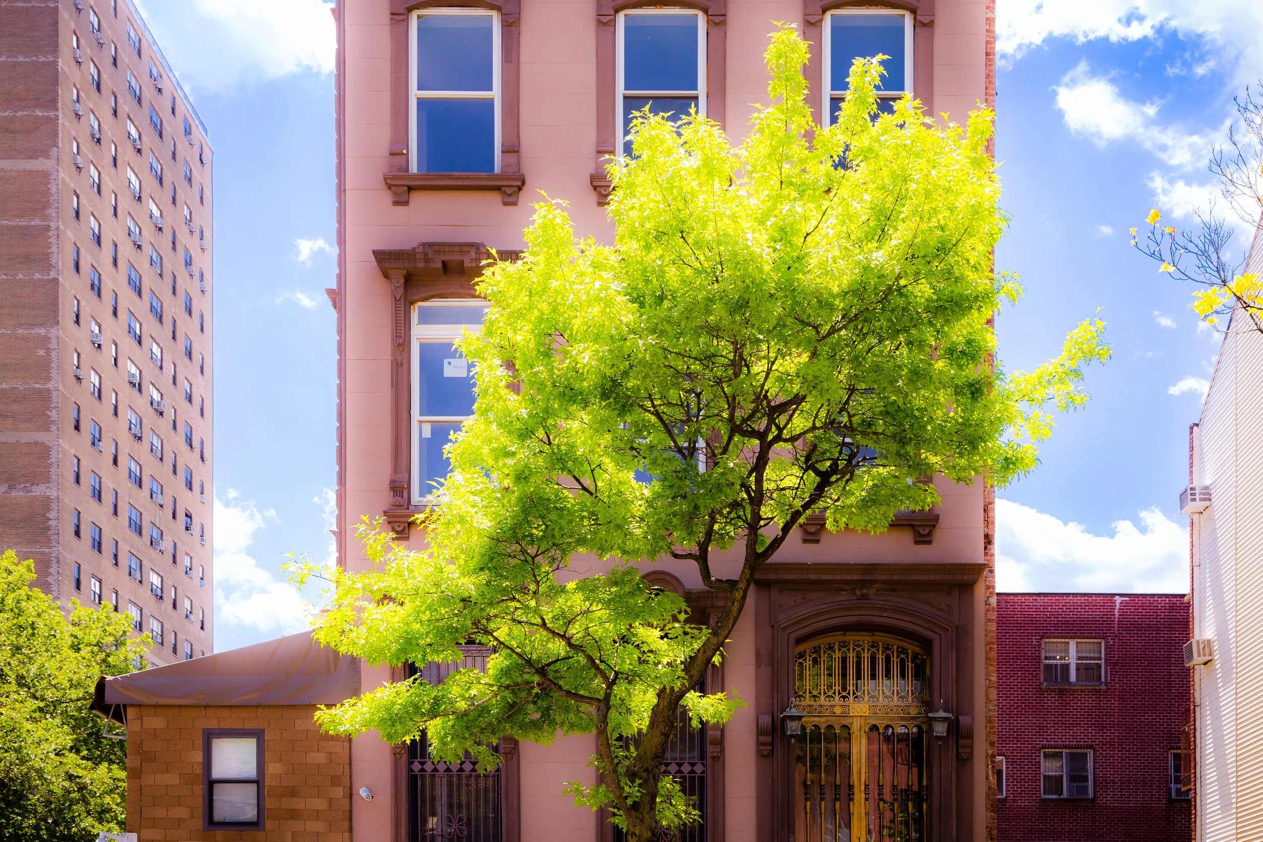 A leafy green tree in front of a pink building with brown trim and large windows, with a taller brick apartment building to the left and a white building to the right, under a blue sky with scattered clouds.
