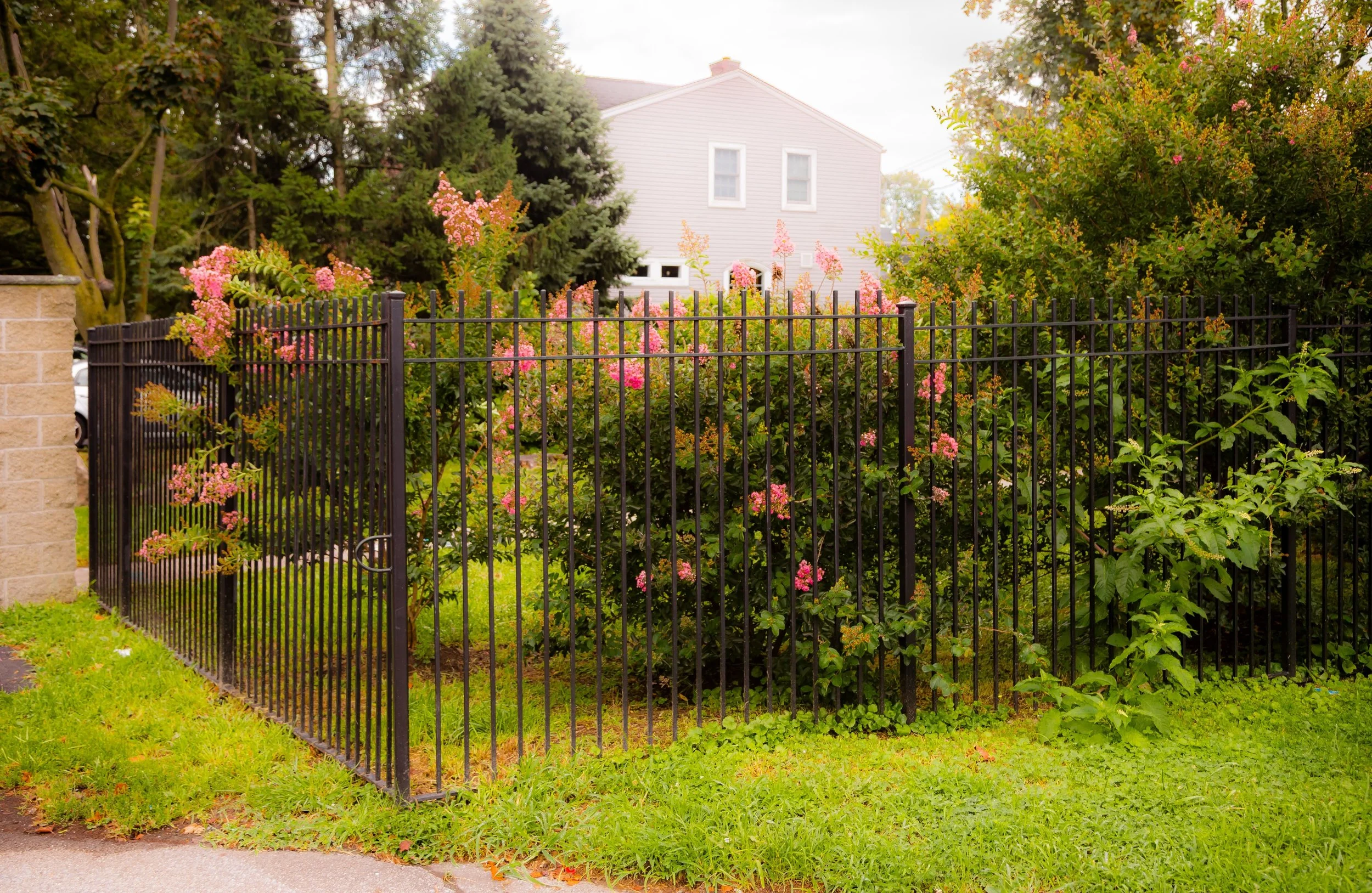 A black metal fence surrounds a garden with pink flowering bushes and green foliage, with a light-colored house in the background.