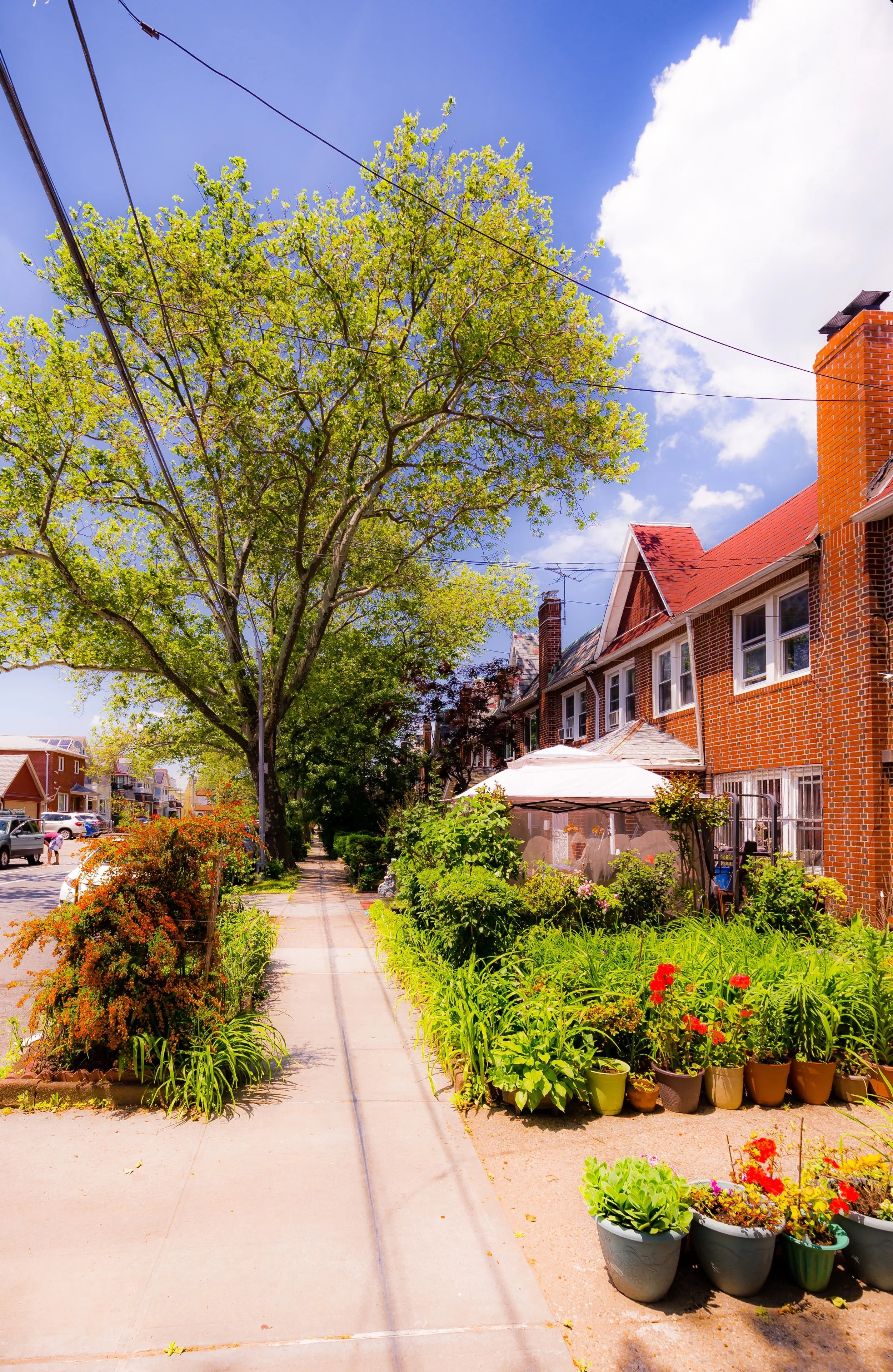 Downtown neighborhood sidewalk with vibrant green plants and flowers, large leafy trees, brick houses with red rooftops, utility wires, parked cars, blue sky with clouds.