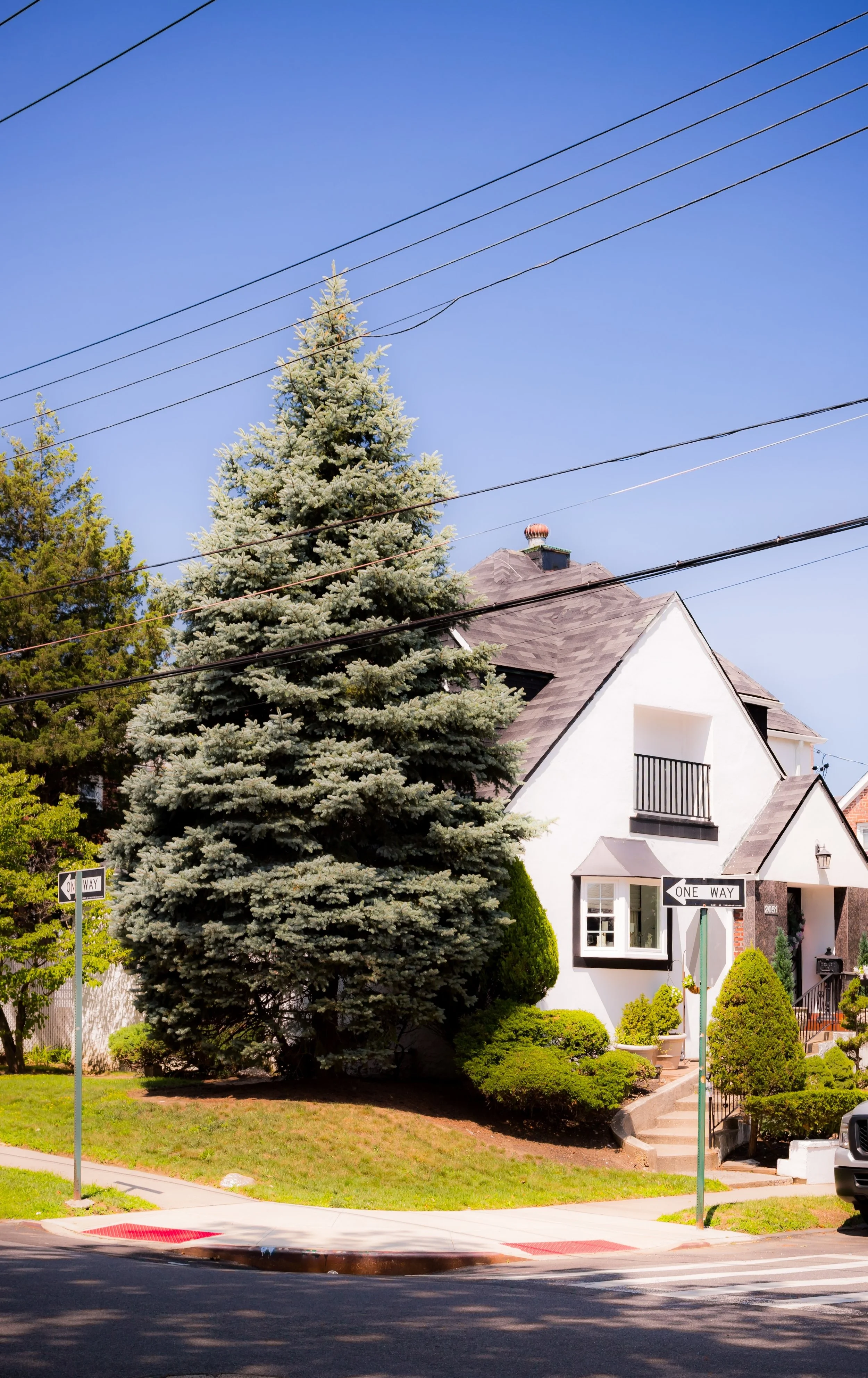 A large blue spruce tree in front of a white house with a gray shingled roof and a small balcony. There are traffic signs indicating one way on the street corner near the house, and there are power lines crossing above. The sky is clear and blue.