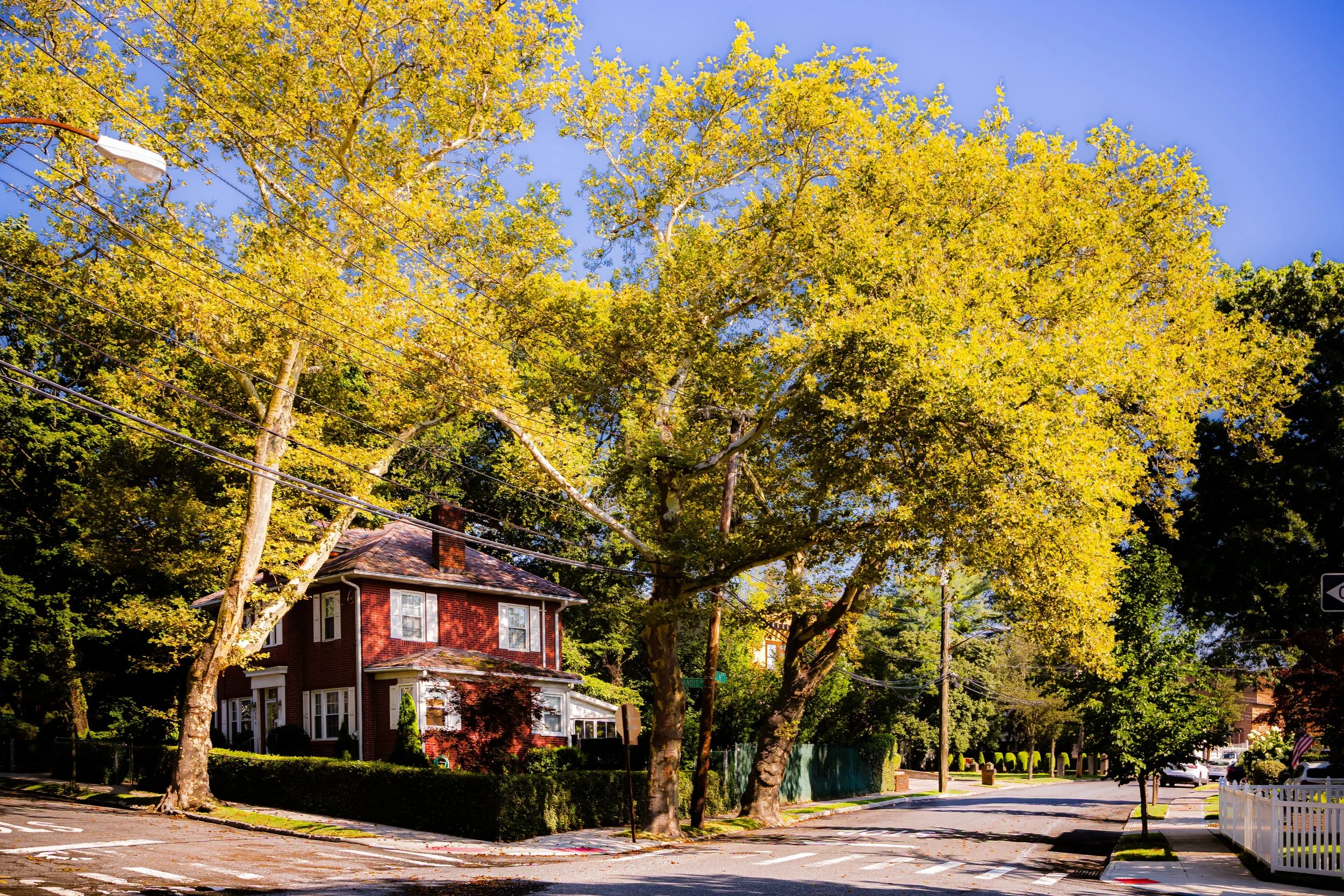 Residential street with large trees showing yellow and green leaves, a red house, blue sky, and clear weather.
