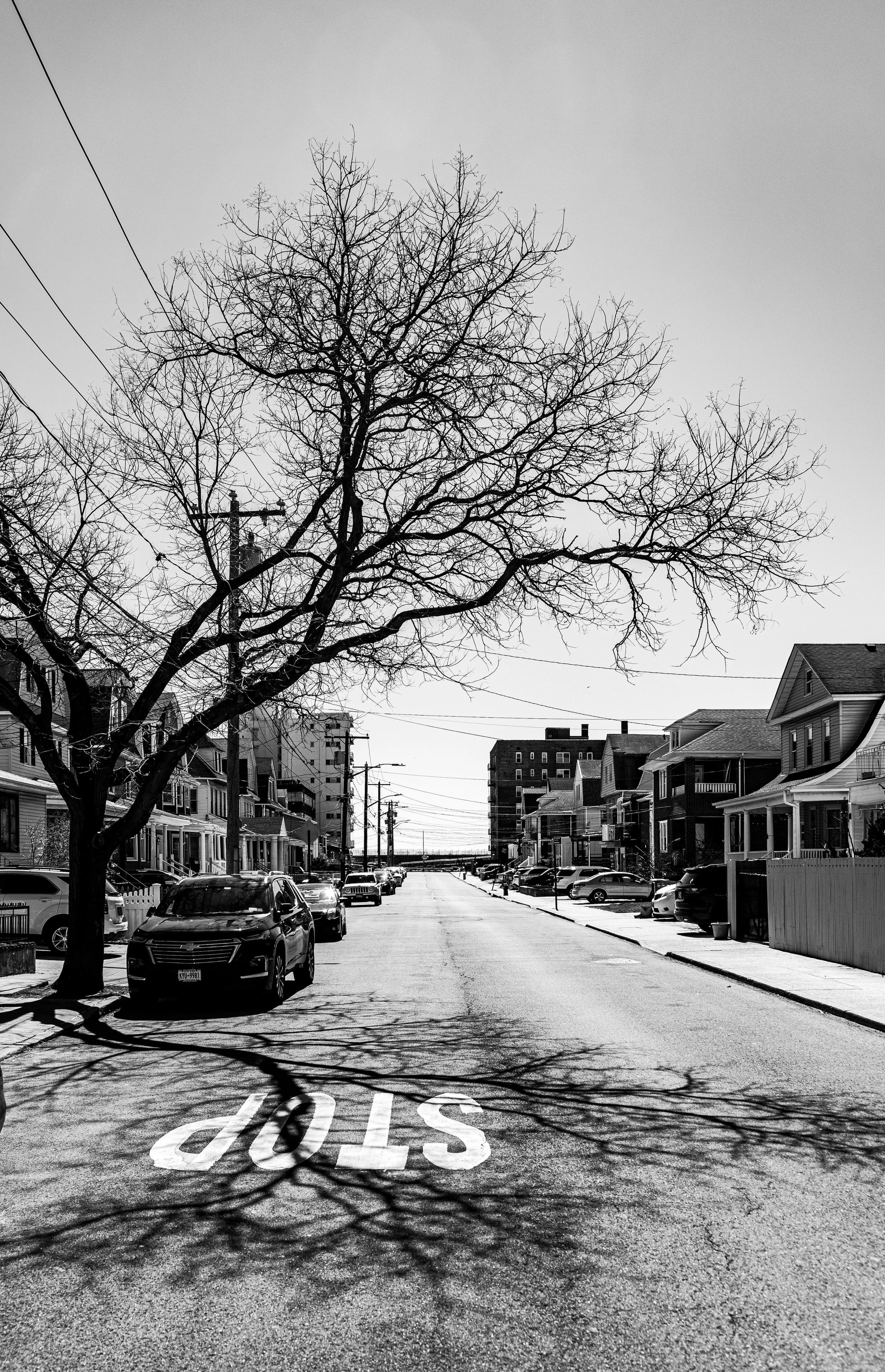 Black and white photo of a street with parked cars on both sides, a large leafless tree casting a shadow on the road, and residential buildings lining the street. A stop sign is painted on the road.