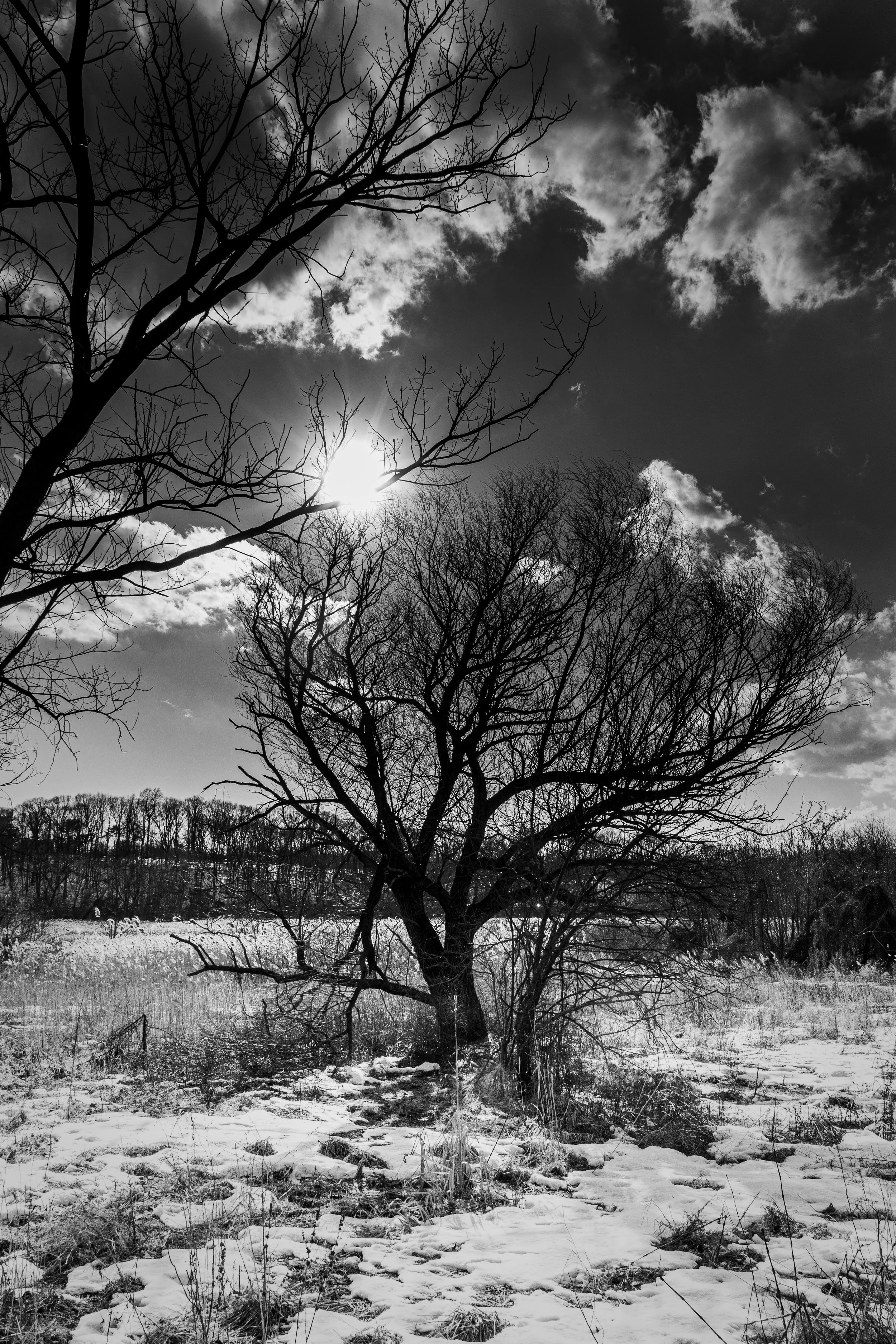 Black-and-white photo of leafless trees in a snowy field under a cloudy sky with the sun partially obscured by clouds.