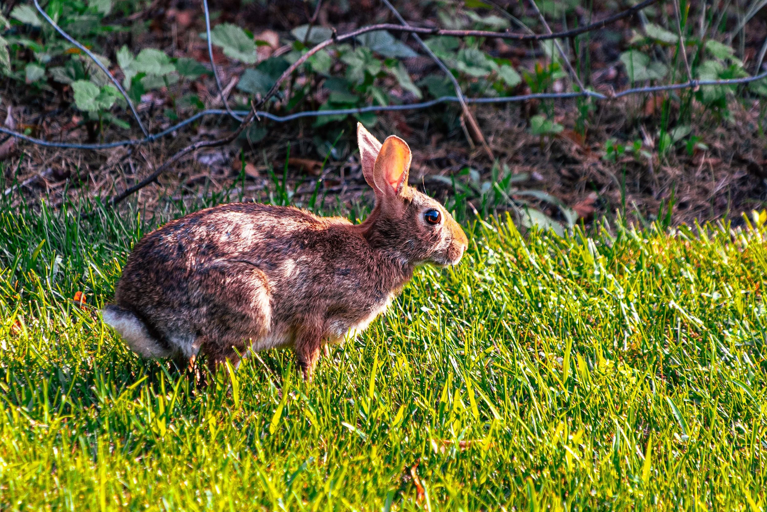 A rabbit with brown, gray, and white fur crouching on green grass, with a backdrop of leafless branches and dried foliage.