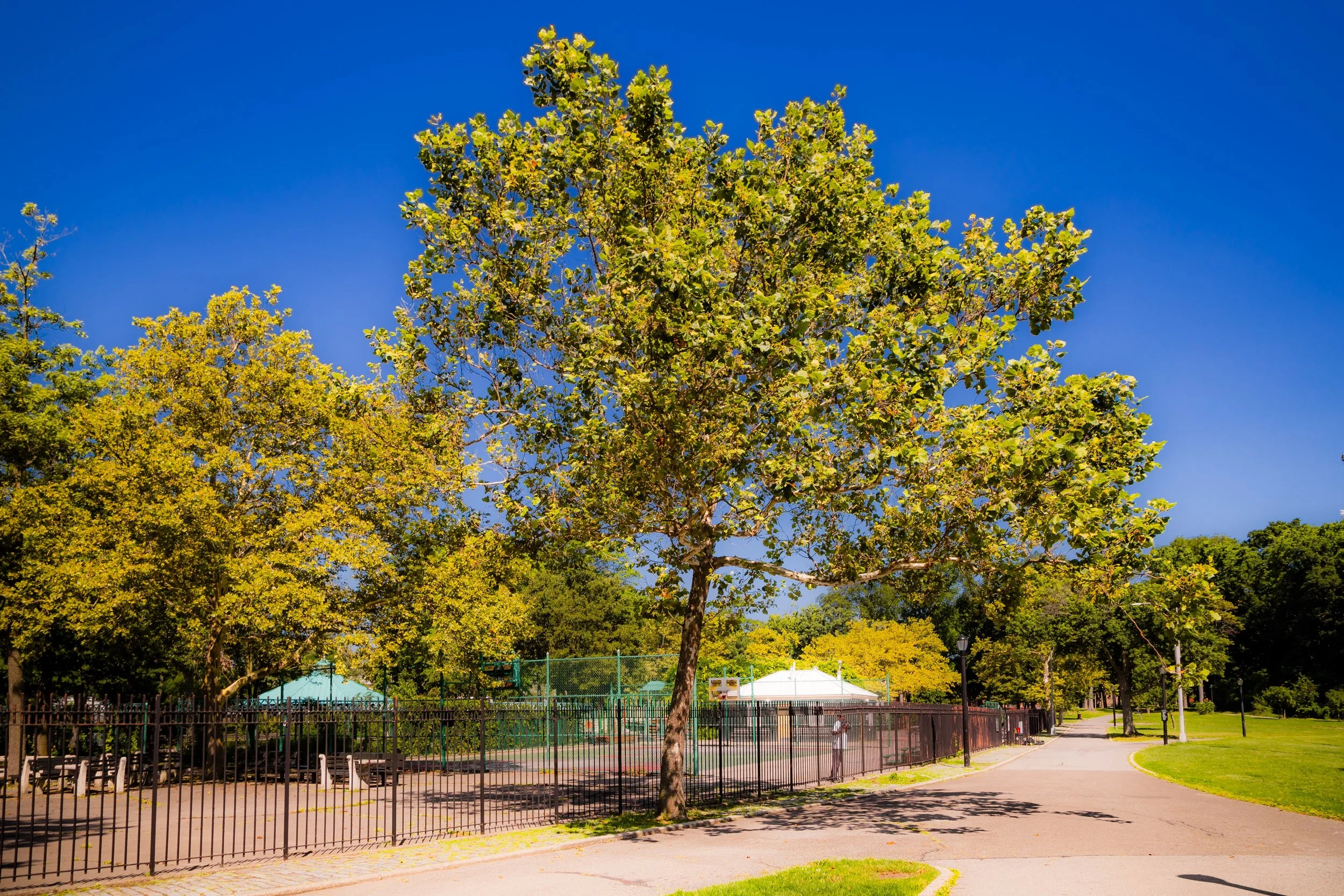 A park with a large leafy tree, tennis courts enclosed by a fence, and a winding walkway with green grass and other trees under a clear blue sky.