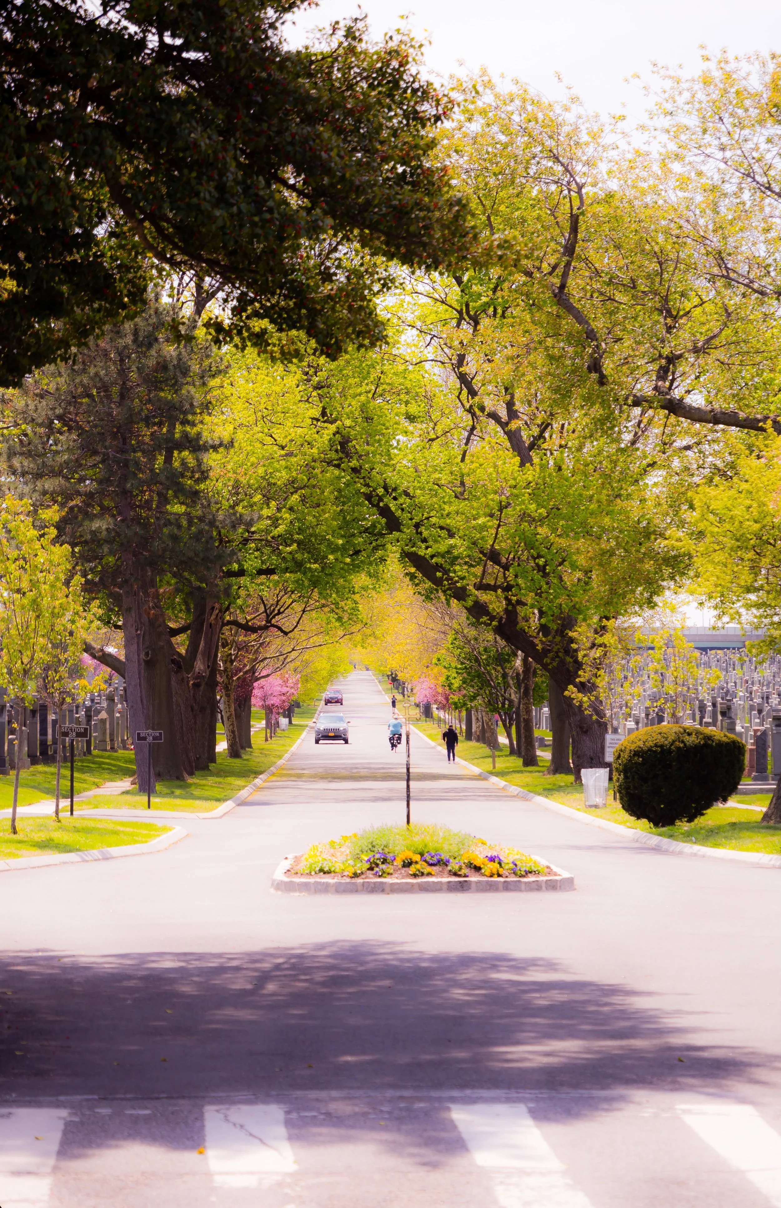 A peaceful cemetery street lined with large green trees and pink flowering trees, with a small flower bed in the foreground, and people walking and cars driving along the road.