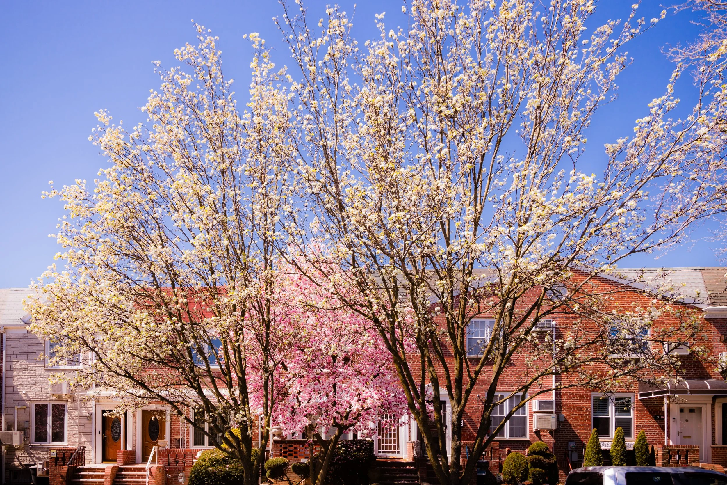 Springtime view of flowering trees in front of residential brick buildings with clear blue sky.