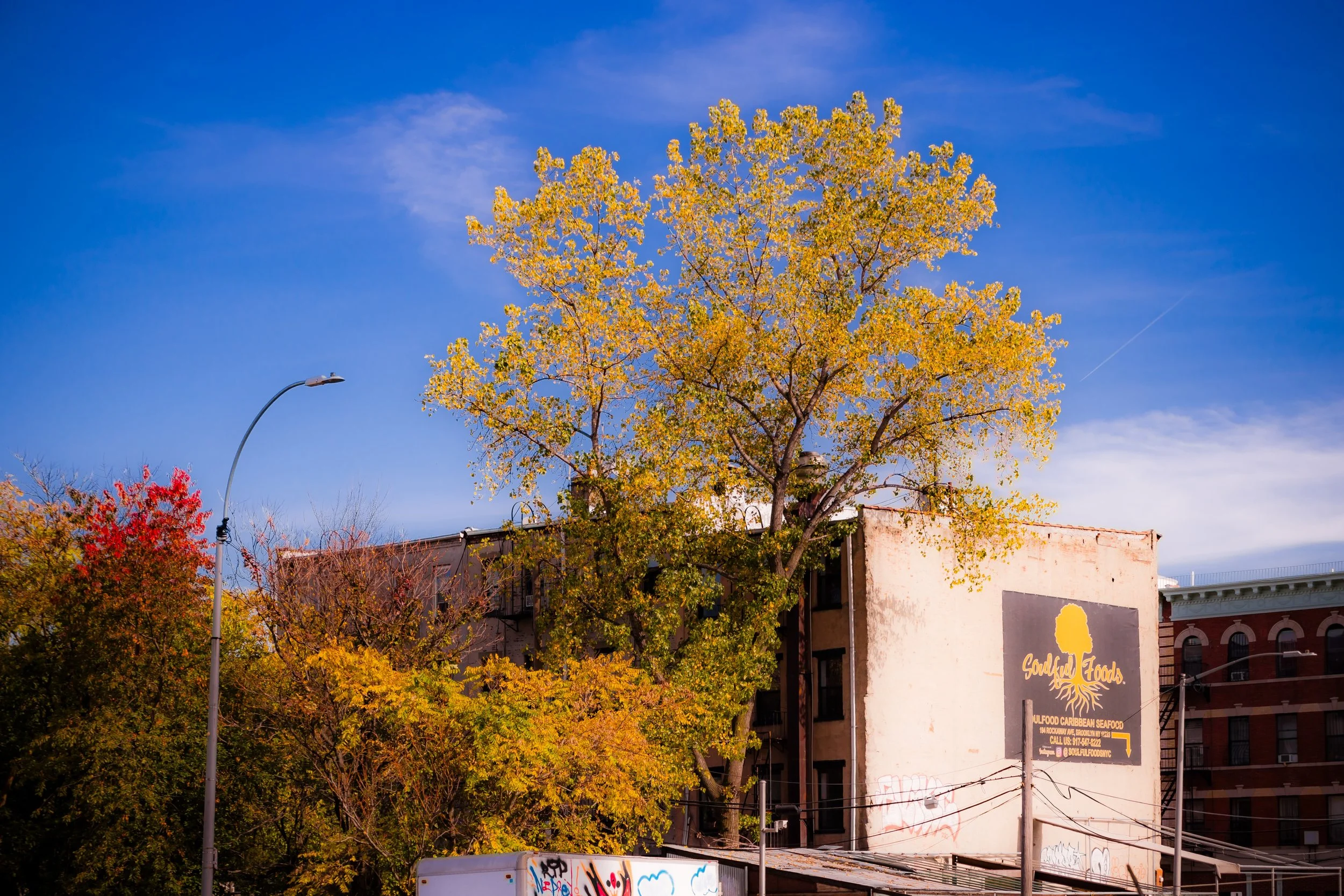 A large tree with yellow leaves beside an old building with a sign that reads 'Soulful Foods' and a logo of a tree with roots, under a blue sky with a few clouds.