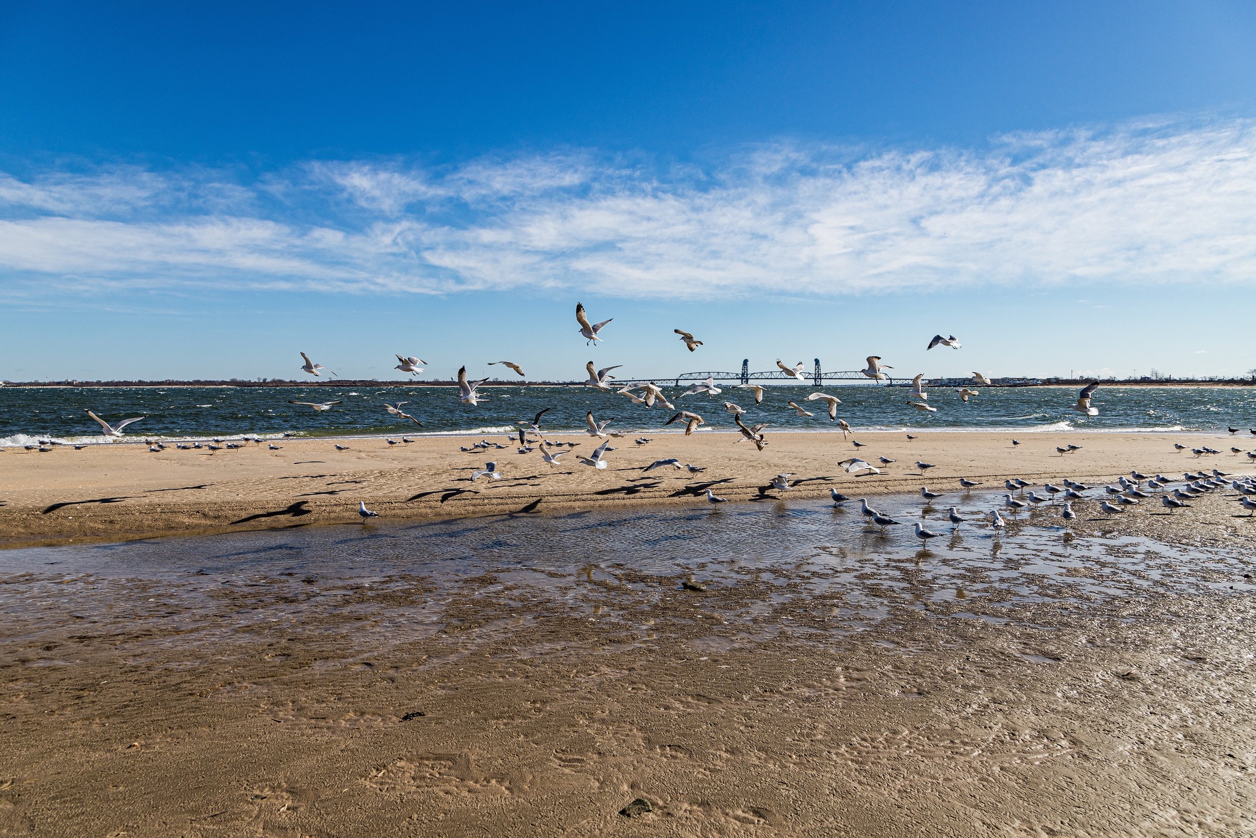 Seagulls on a sandy beach near the water, some flying and others standing, with a bridge and blue sky in the background.