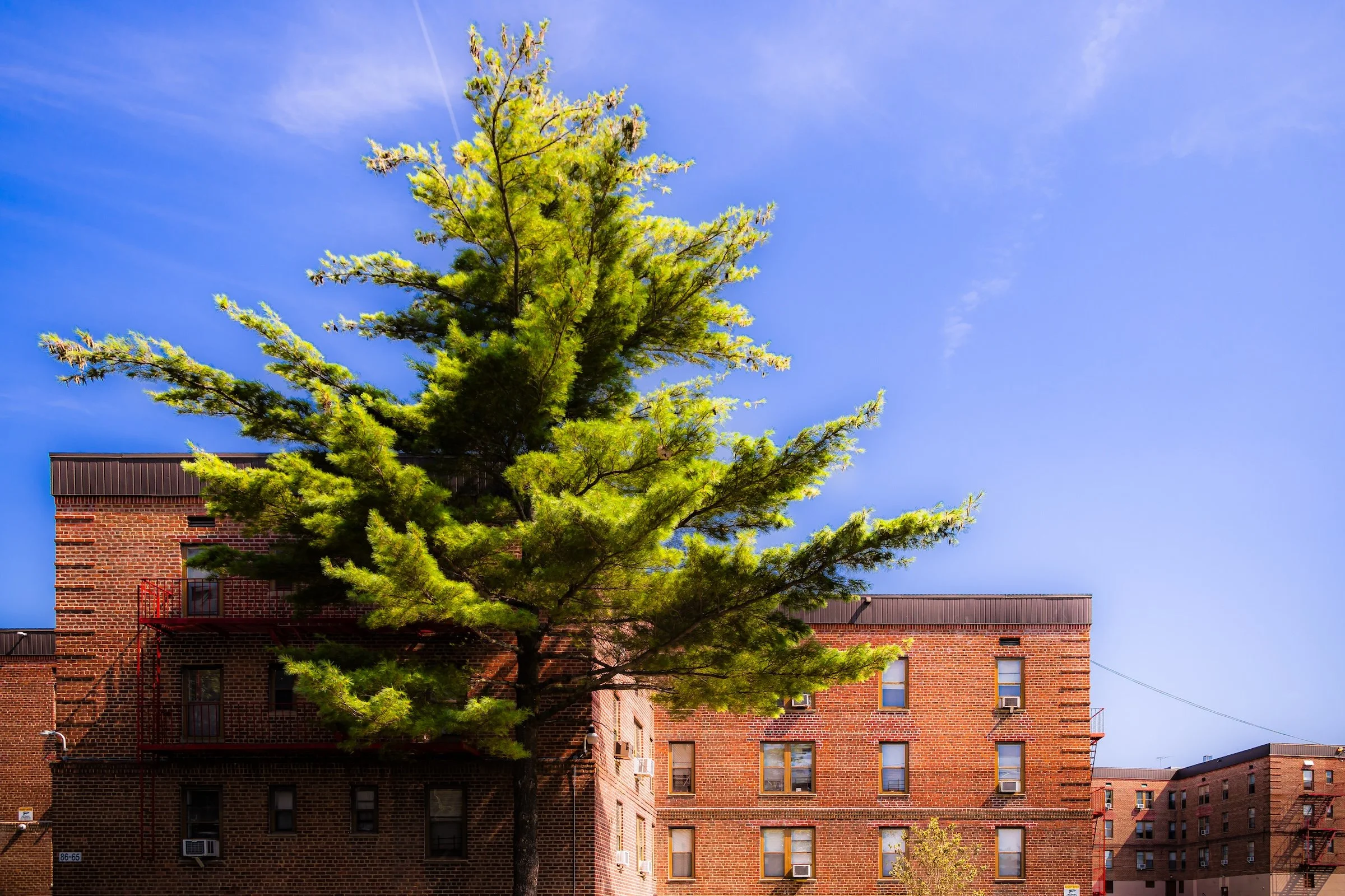 208th Street Pine - Click To Purchase Print