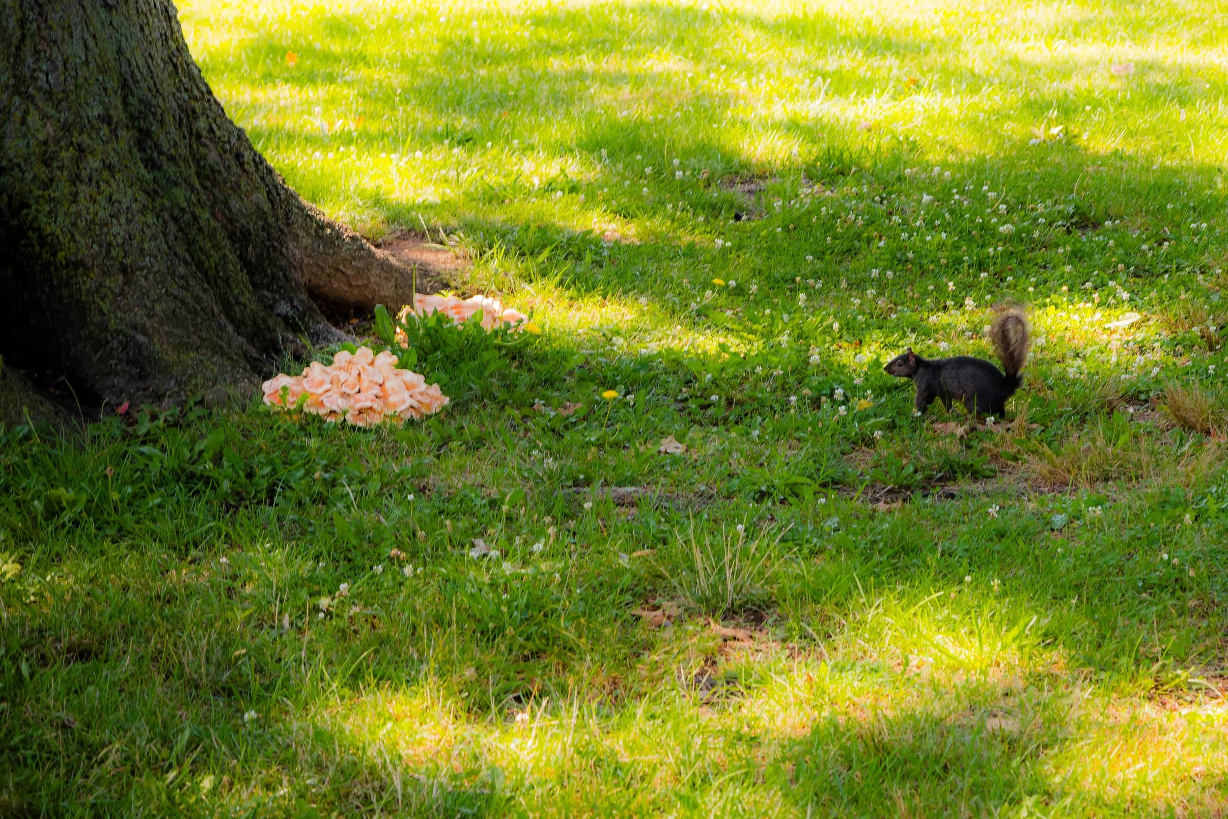 A black squirrel with a bushy tail near a tree trunk with pink mushrooms growing at base, on a sunny grassy lawn.