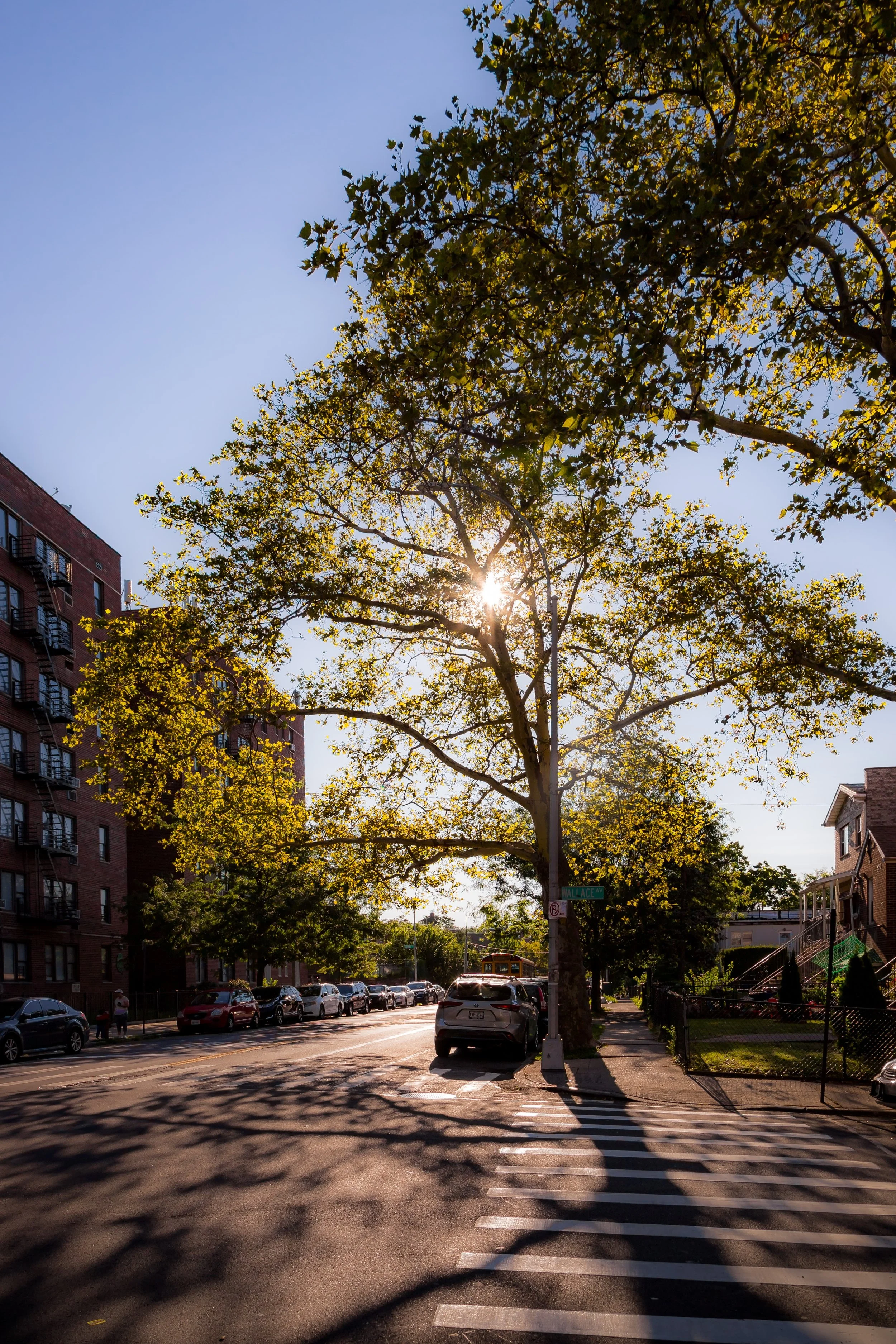 Sun shining through the branches of a large tree on a city street with parked cars and residential buildings.