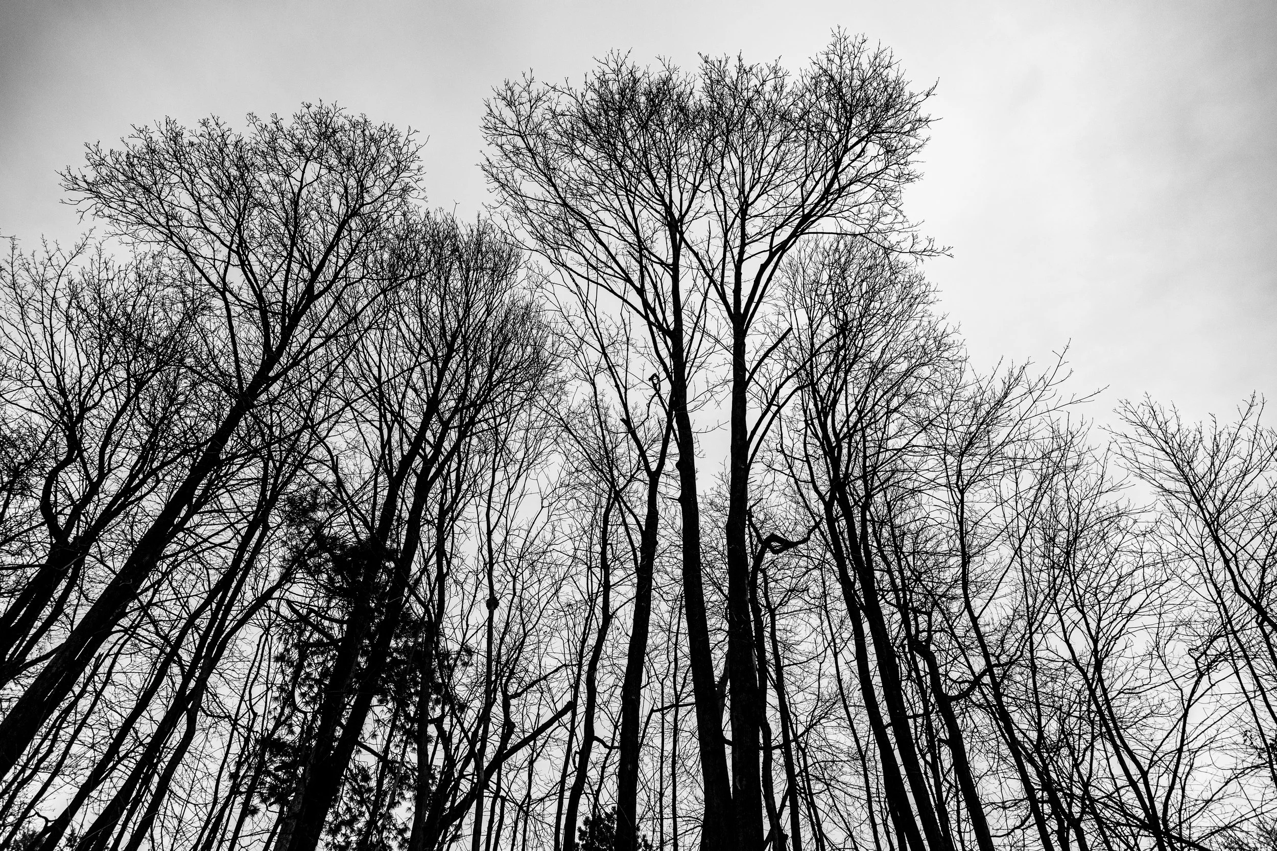 Black and white photo of leafless trees with intricate branches against a cloudy sky.