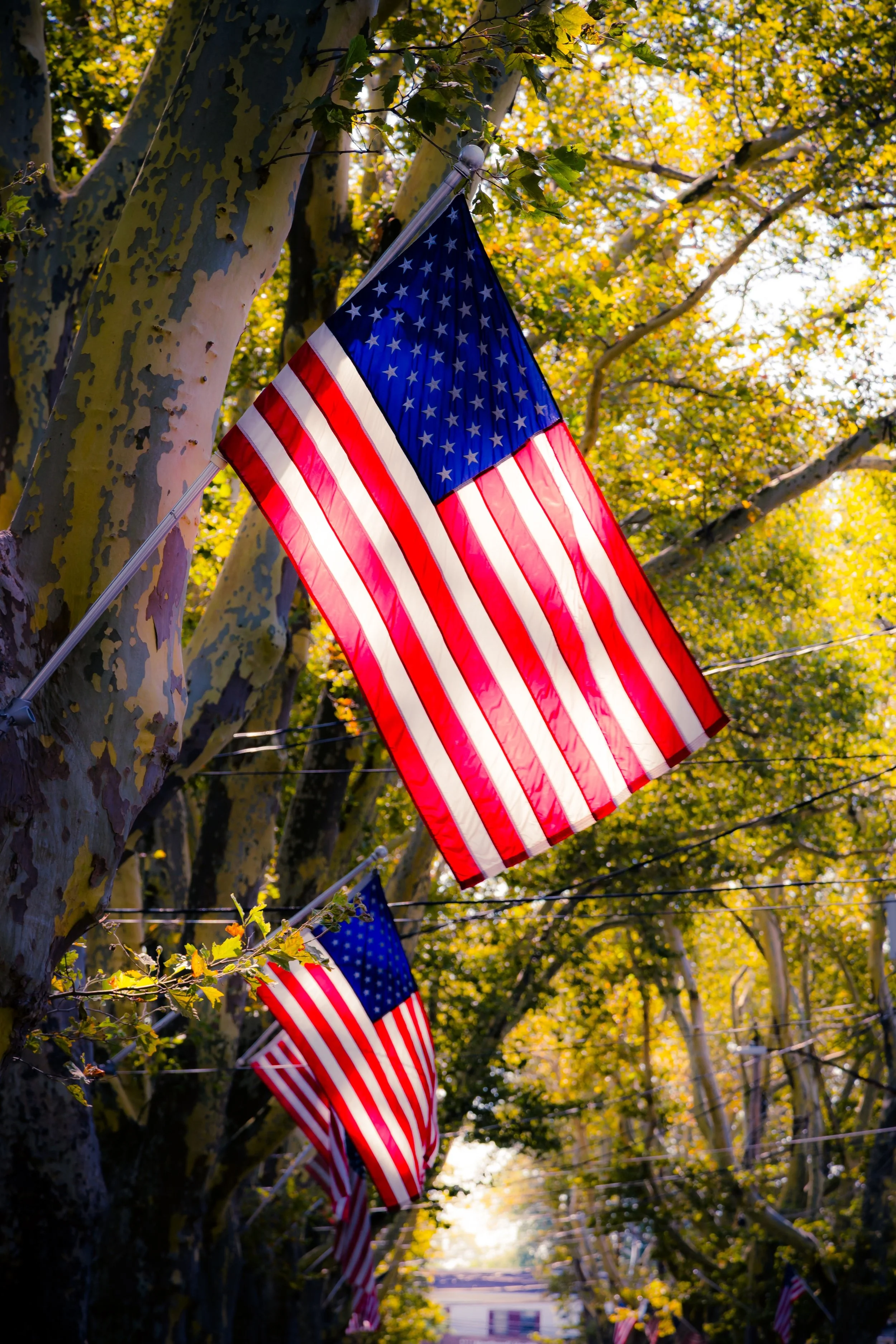 American flags hanging from trees in a wooded area during fall, with yellow and green leaves.