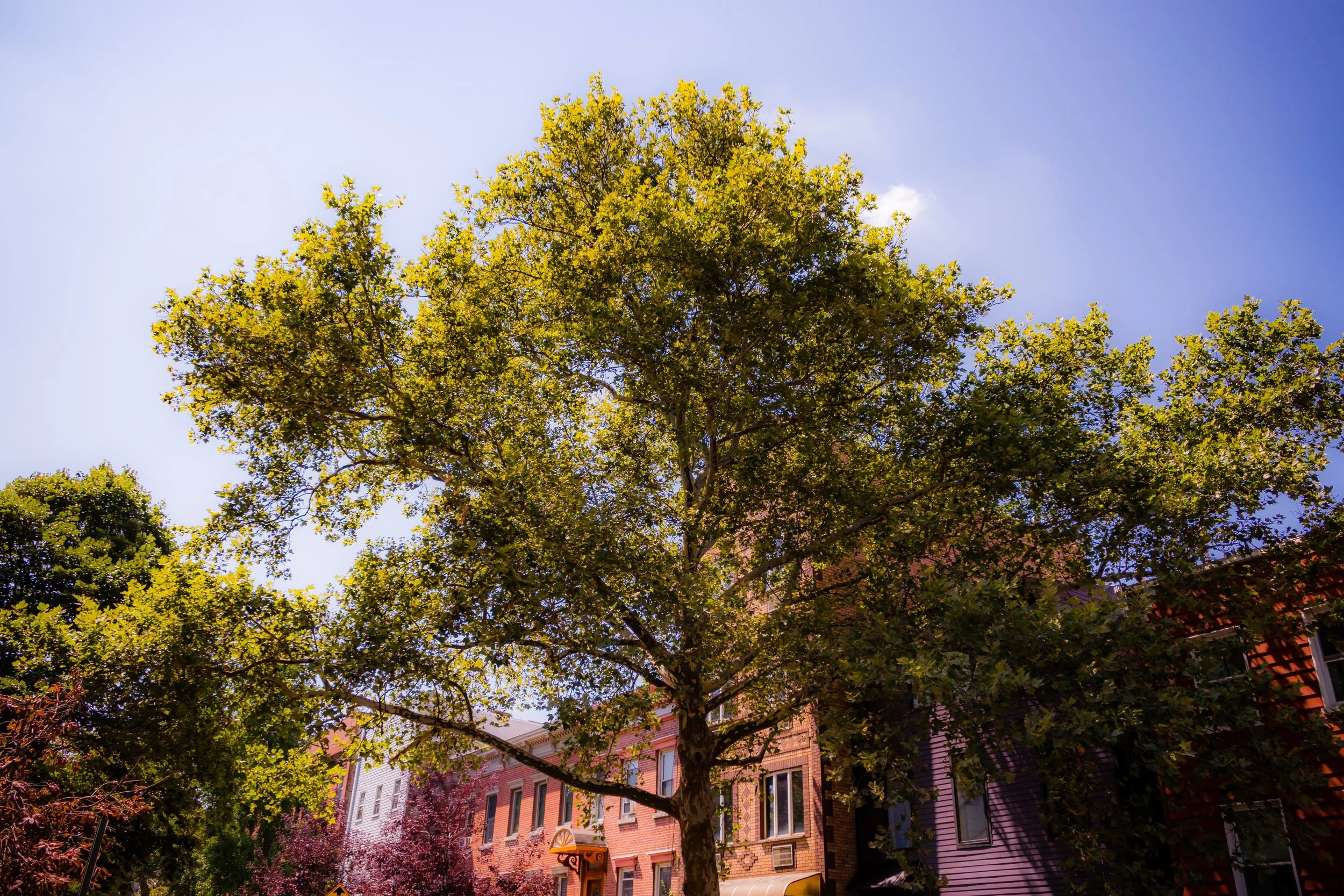 A large green tree in front of brick buildings with a clear blue sky in the background.