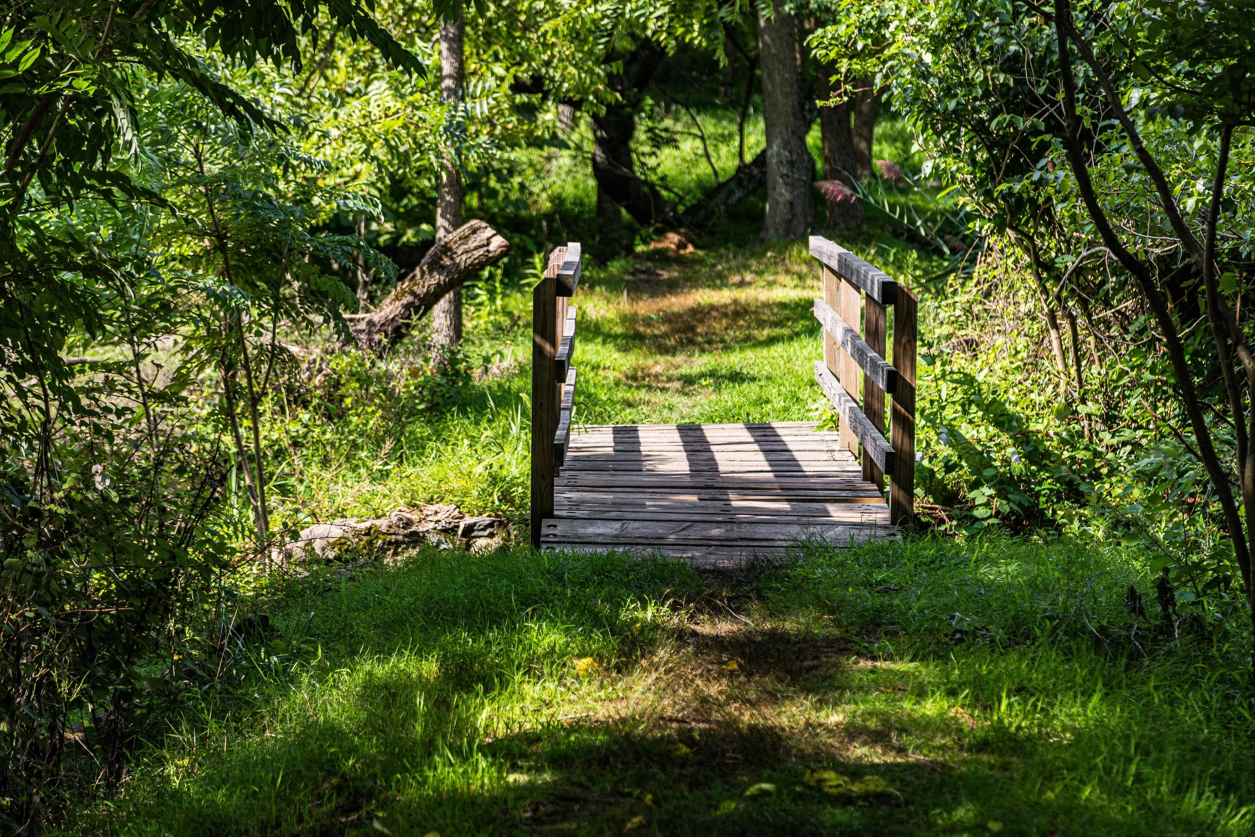 A wooden footbridge over a small grassy pathway in a lush green forest.