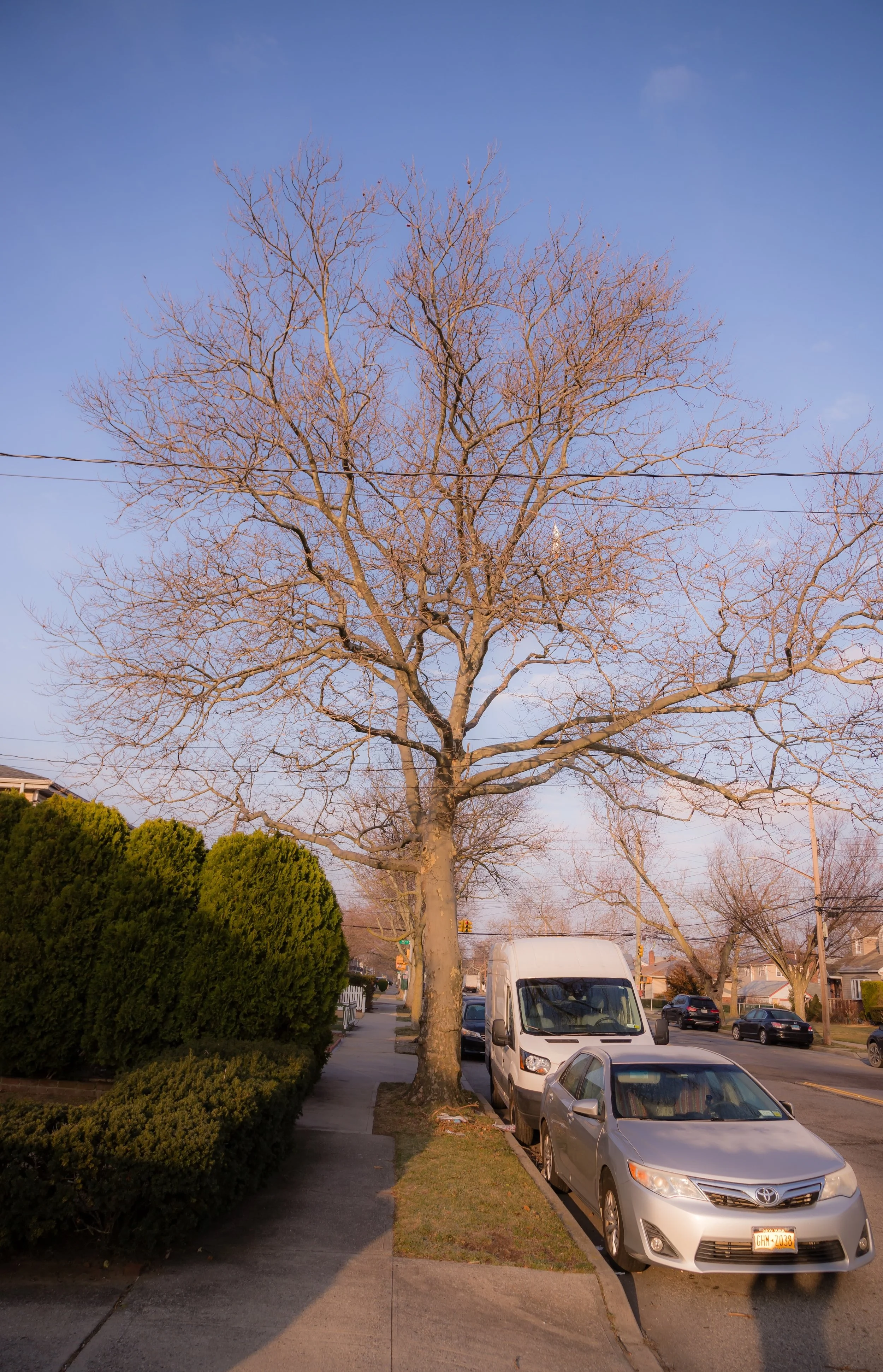 A leafless tree along a sidewalk with parked cars underneath it, on a street with other trees and houses, under a clear blue sky.
