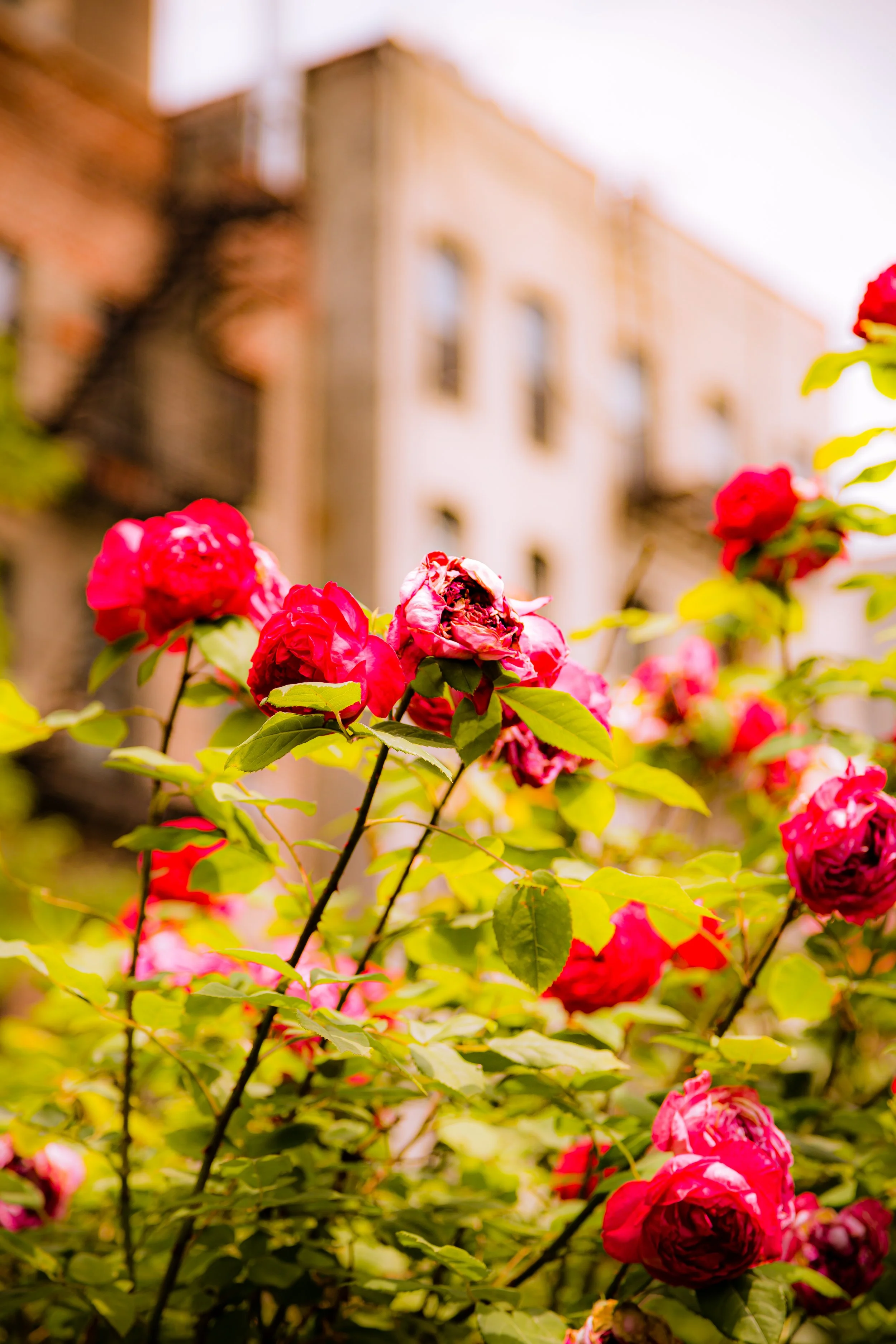 Red and pink roses with green leaves in a garden, with a blurred background of buildings and sky.